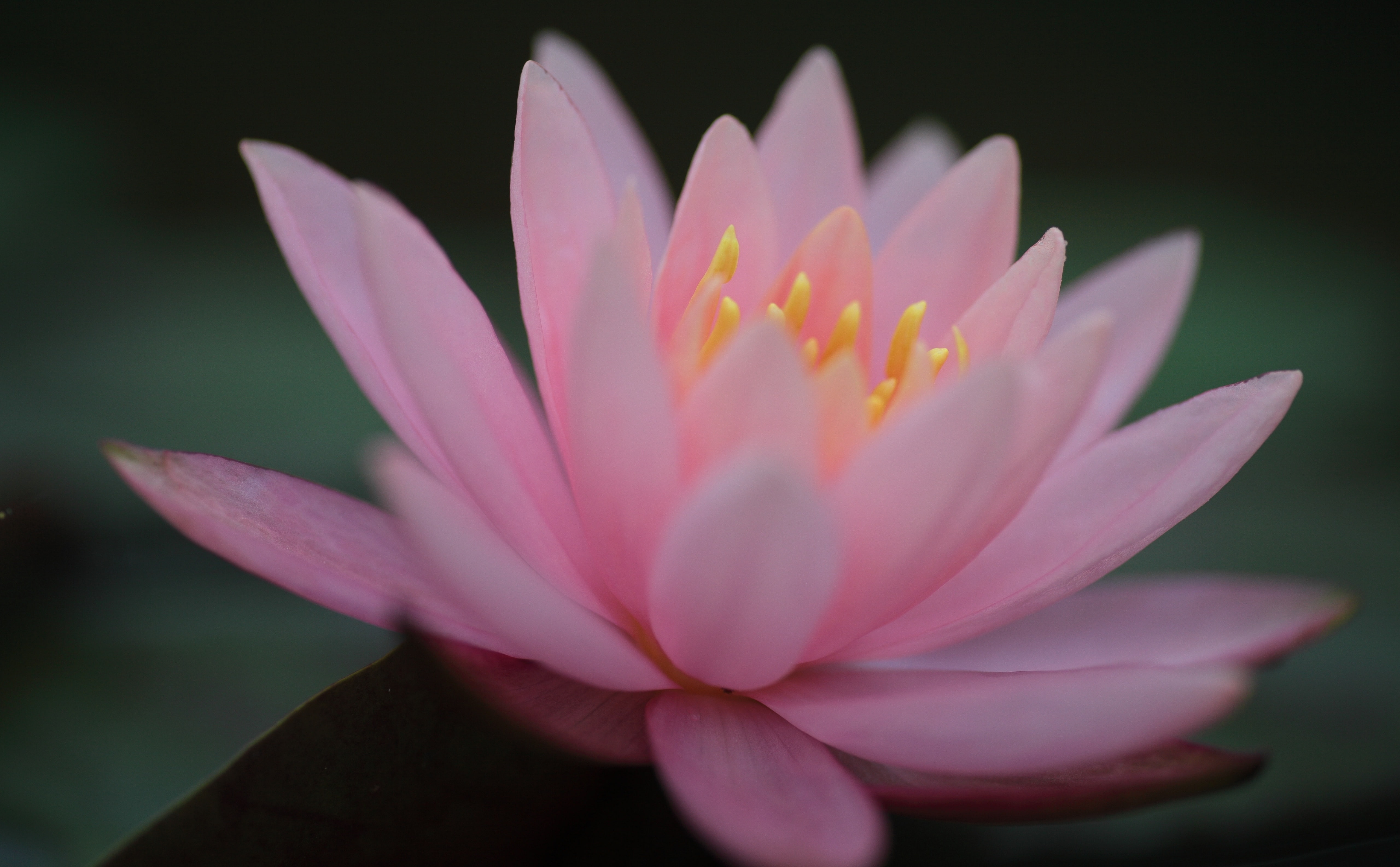 vulnerability, Nature, water, Flowers, bokeh, kmount, Japan, flowering plant, no people, lily, mountadapter, Flower, lotus water lily, plant, pink color, HD Wallpaper