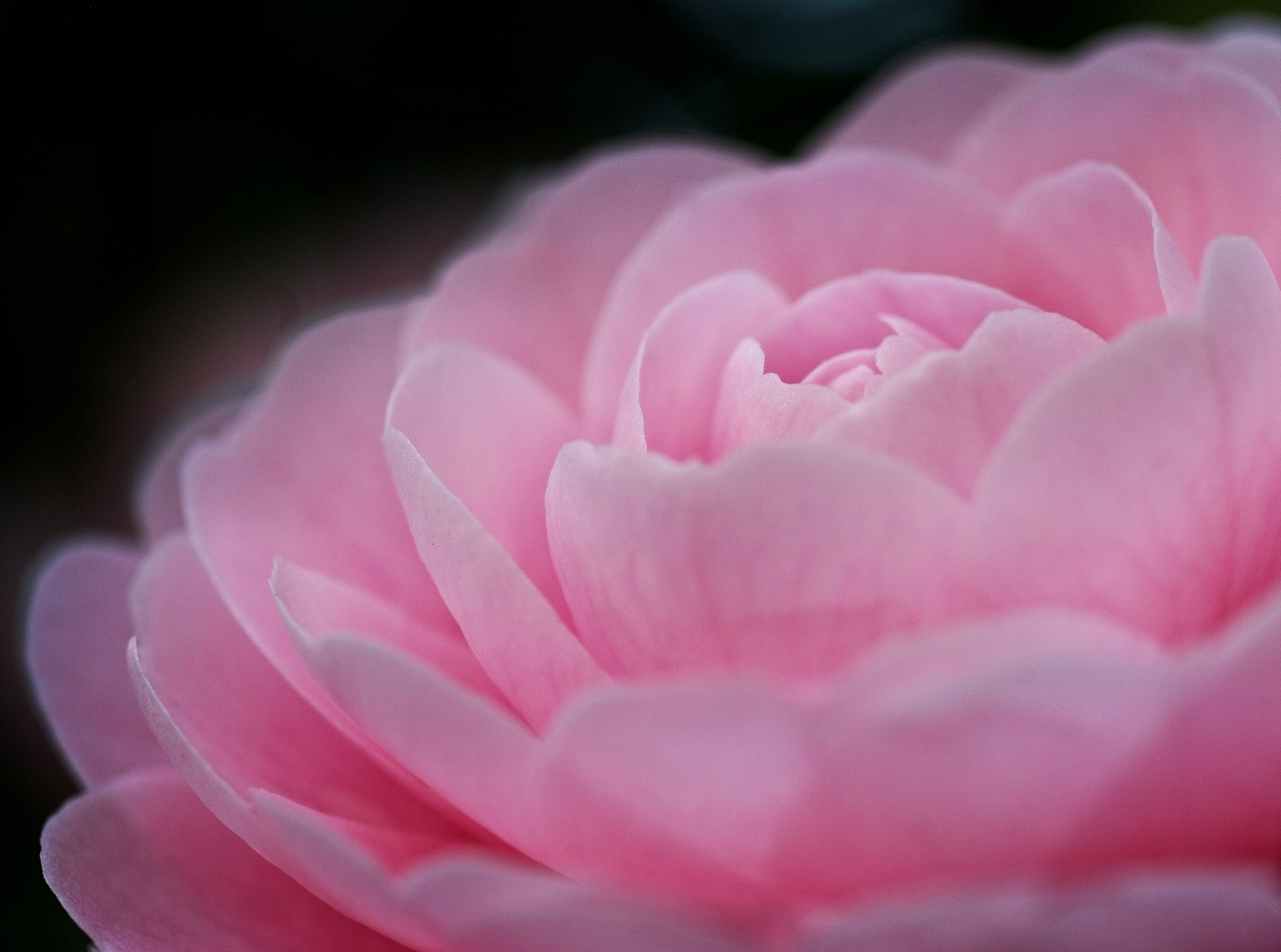 silkypix, camellia, no people, tamron, Aero, Macro, softness, close-up, flower head, black background, bokeh, Spring, studio shot, rose - flower, 4K, Japan, HD Wallpaper
