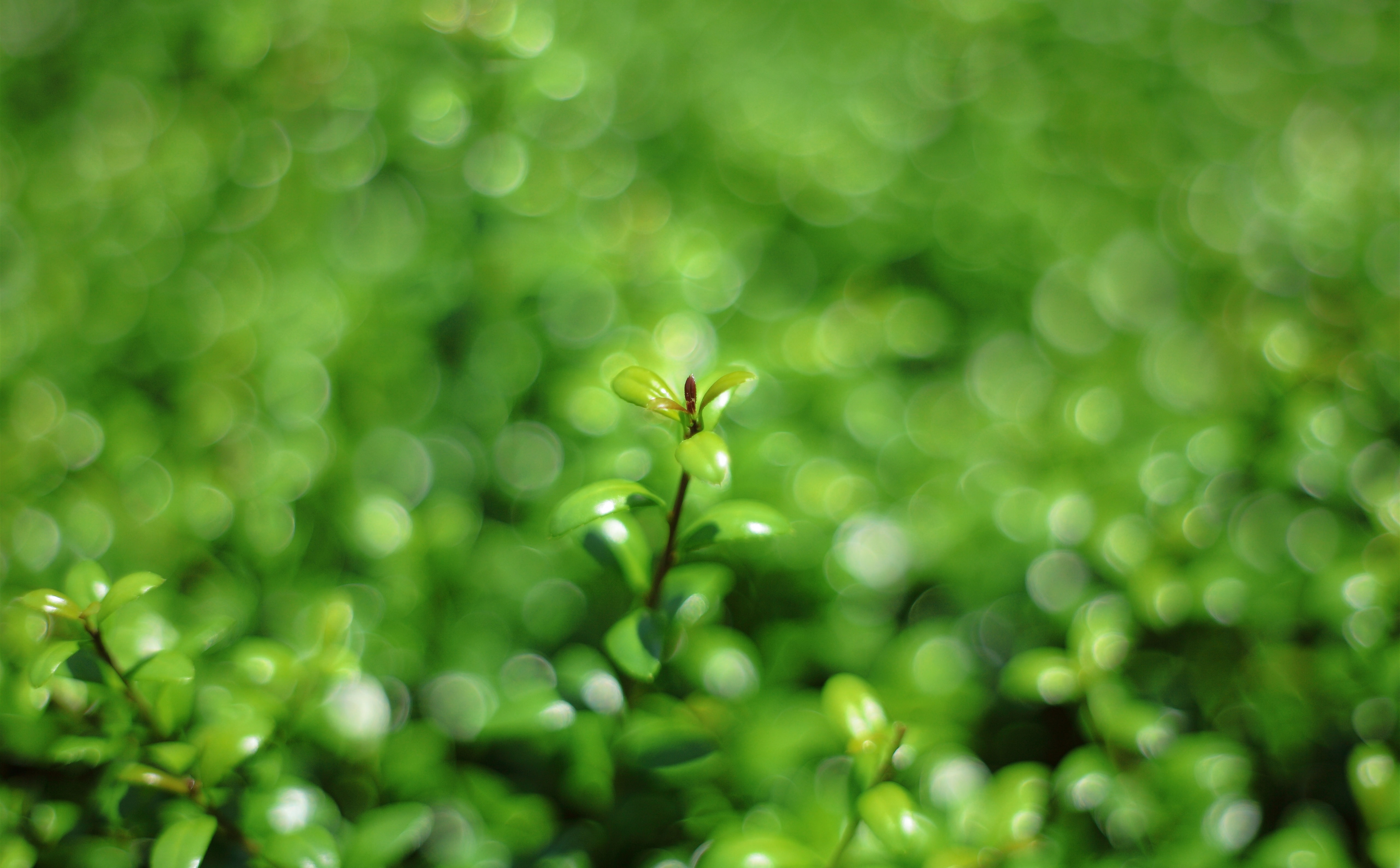 Outdoors, 5K, 5dmarkii, selective focus, Plants, Leaves, canon, multicoating, flower, one animal, green color, freshness, day, plant, close-up, Bokeh, HD Wallpaper