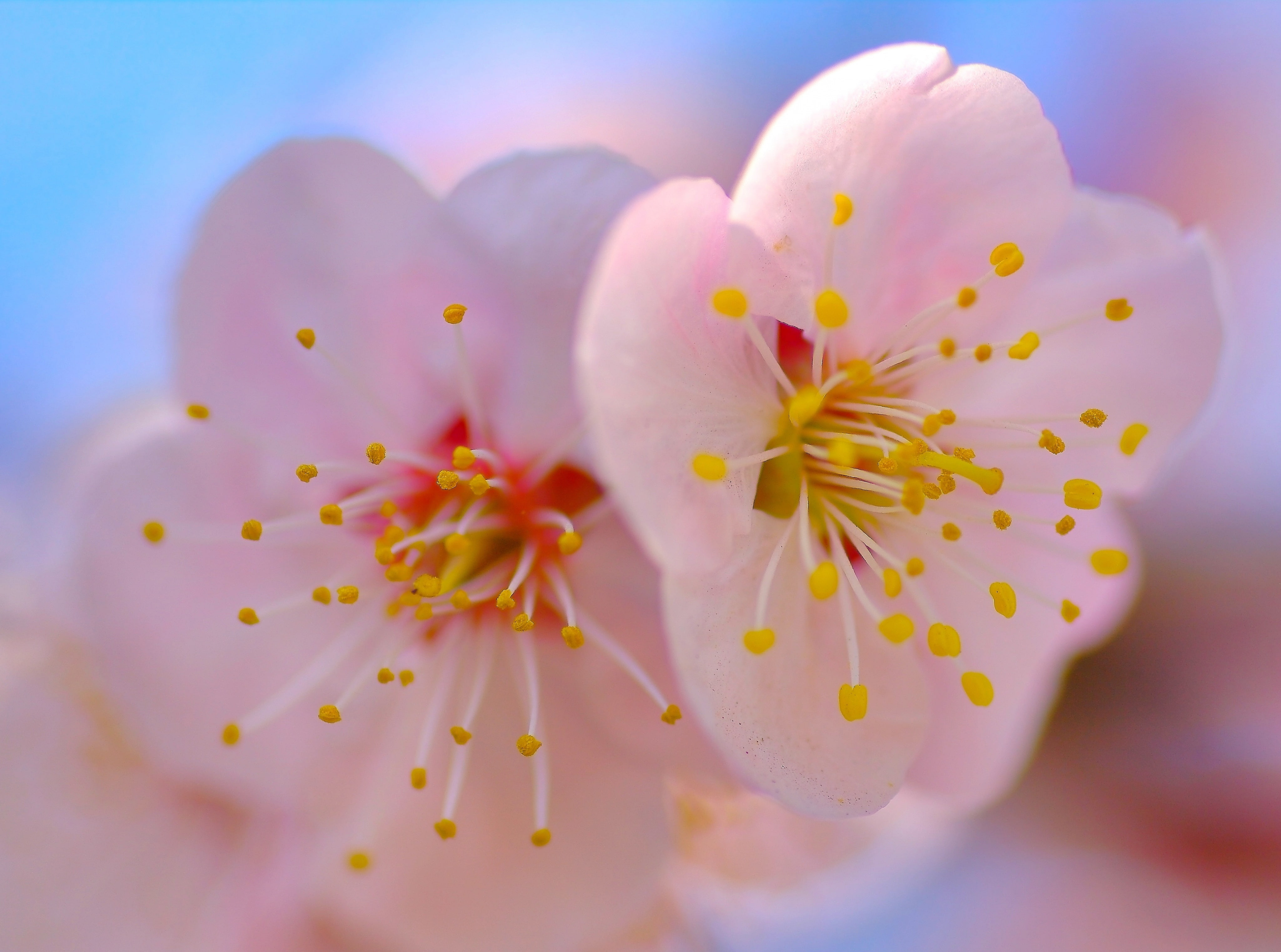 soft focus, vulnerability, close-up, Seasons, plum, springtime, fragility, no people, pollen, Japan, Macro, bokeh, snapseed, flower, outdoors, Pentax, tamron, HD Wallpaper
