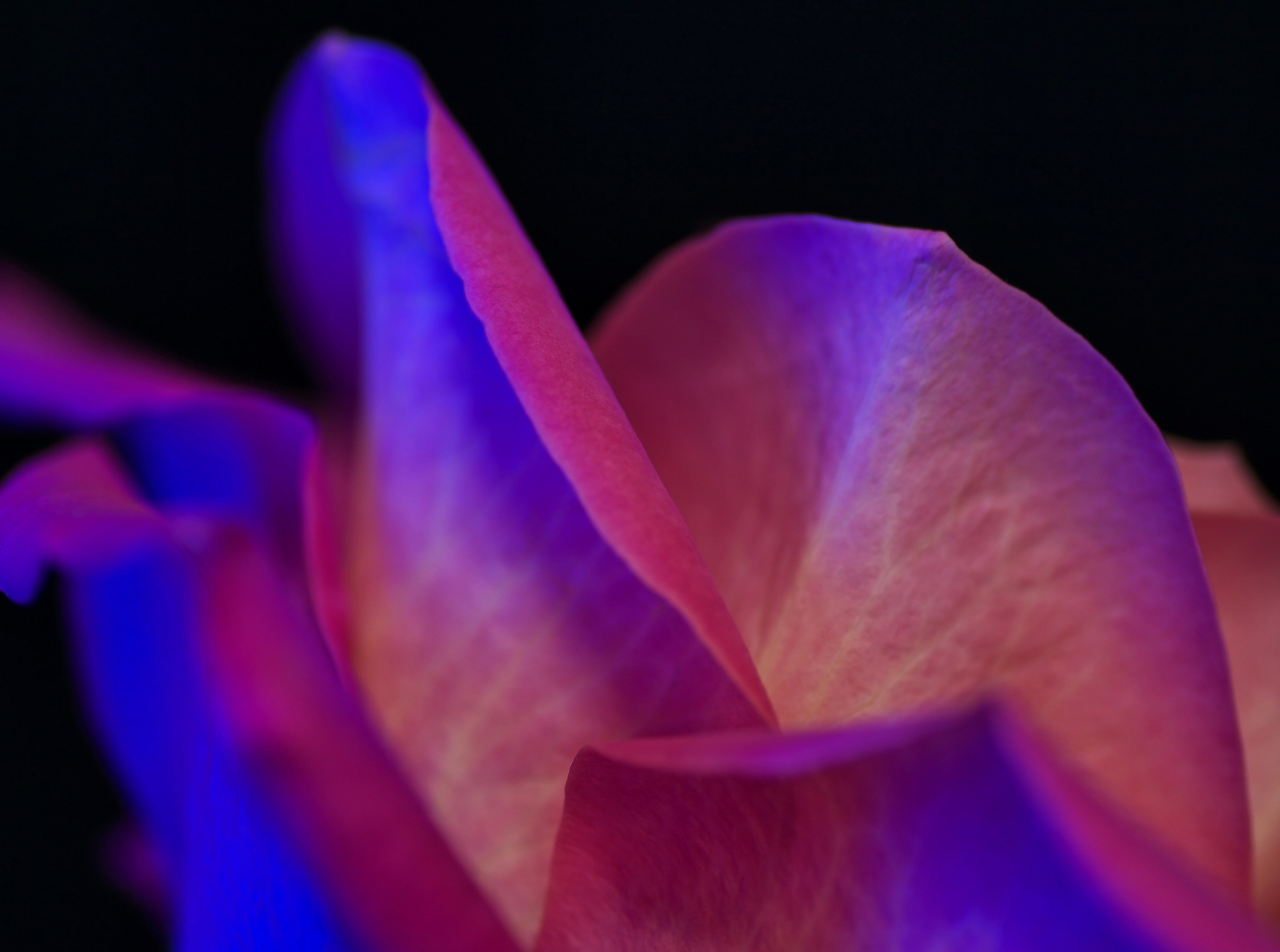 Japan, no people, purple, Flower, night, snapseed, tamron, extreme close-up, pollen, bokeh, outdoors, Pentax, Macro, blue, rose, close-up, vulnerability, HD Wallpaper