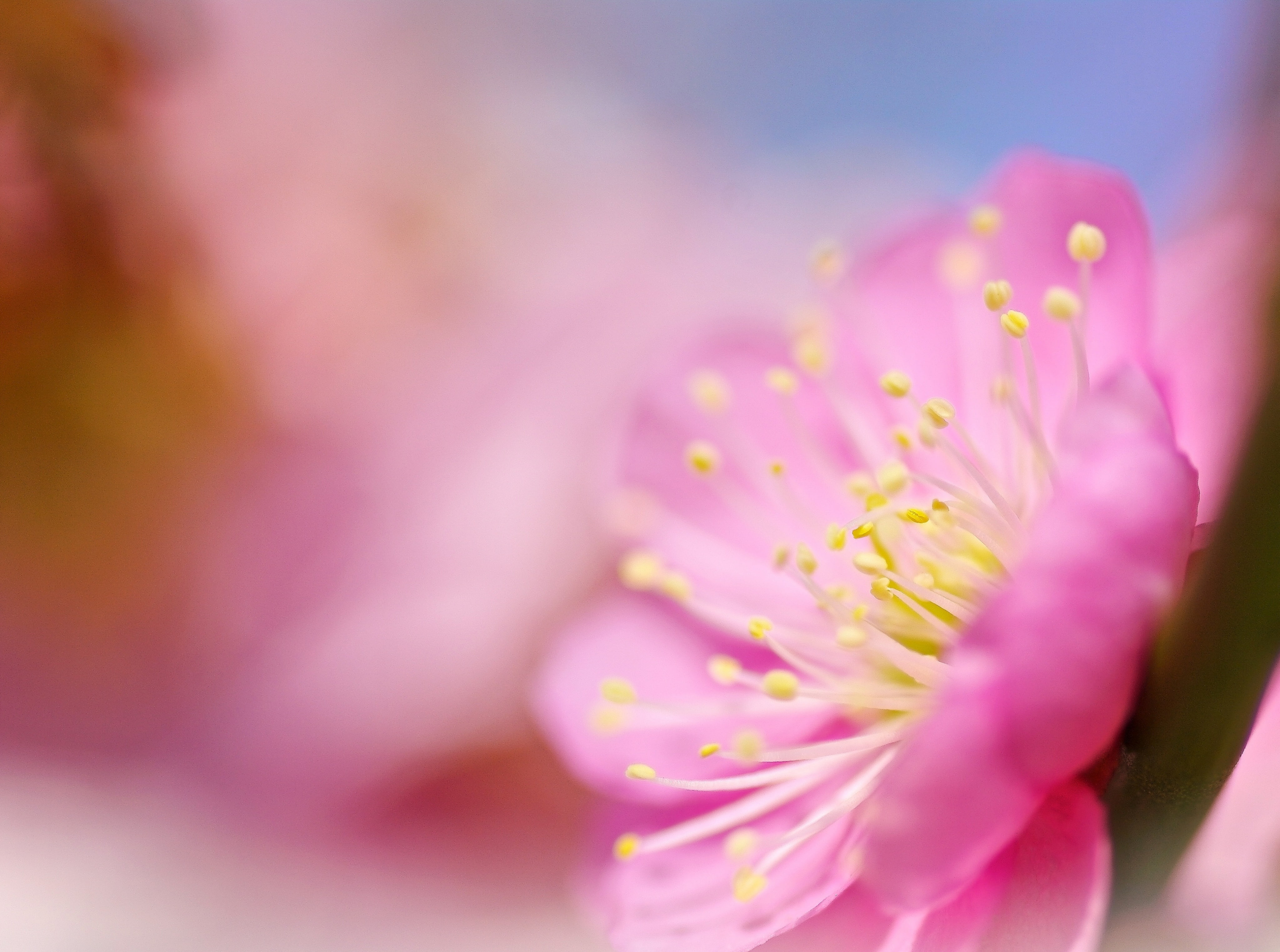 vulnerability, pink color, Cute, plum, outdoors, growth, springtime, silkypix, close-up, inflorescence, 4K, bokeh, beauty in nature, plant, nature, blossoms, HD Wallpaper
