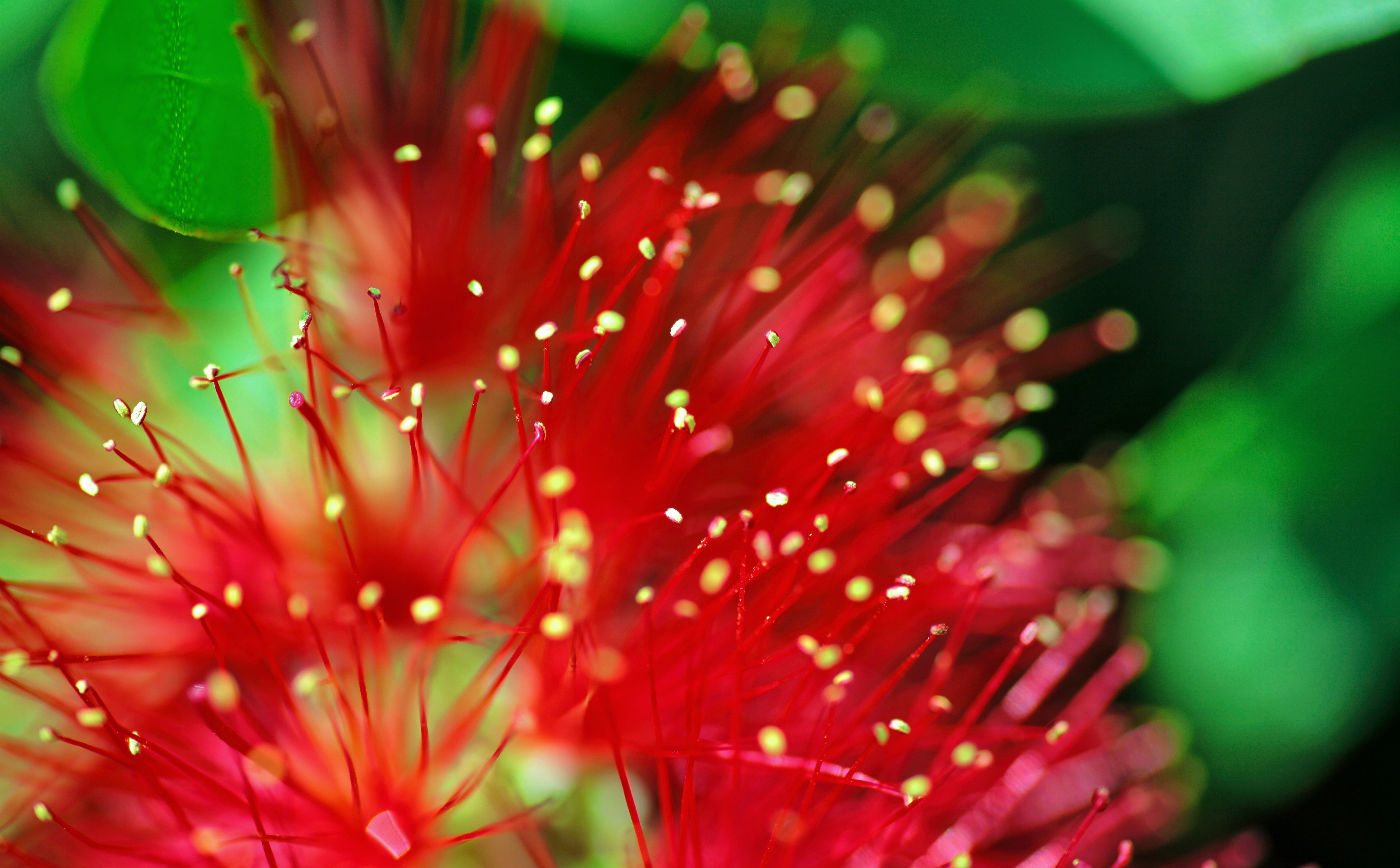 pkeos, Stamens, outdoors, nature, no people, snapseed, Flower, drop, tamron, fragility, 5K, Aero, mountadapter, pollen, petal, red, kmount, bokeh, water, HD Wallpaper