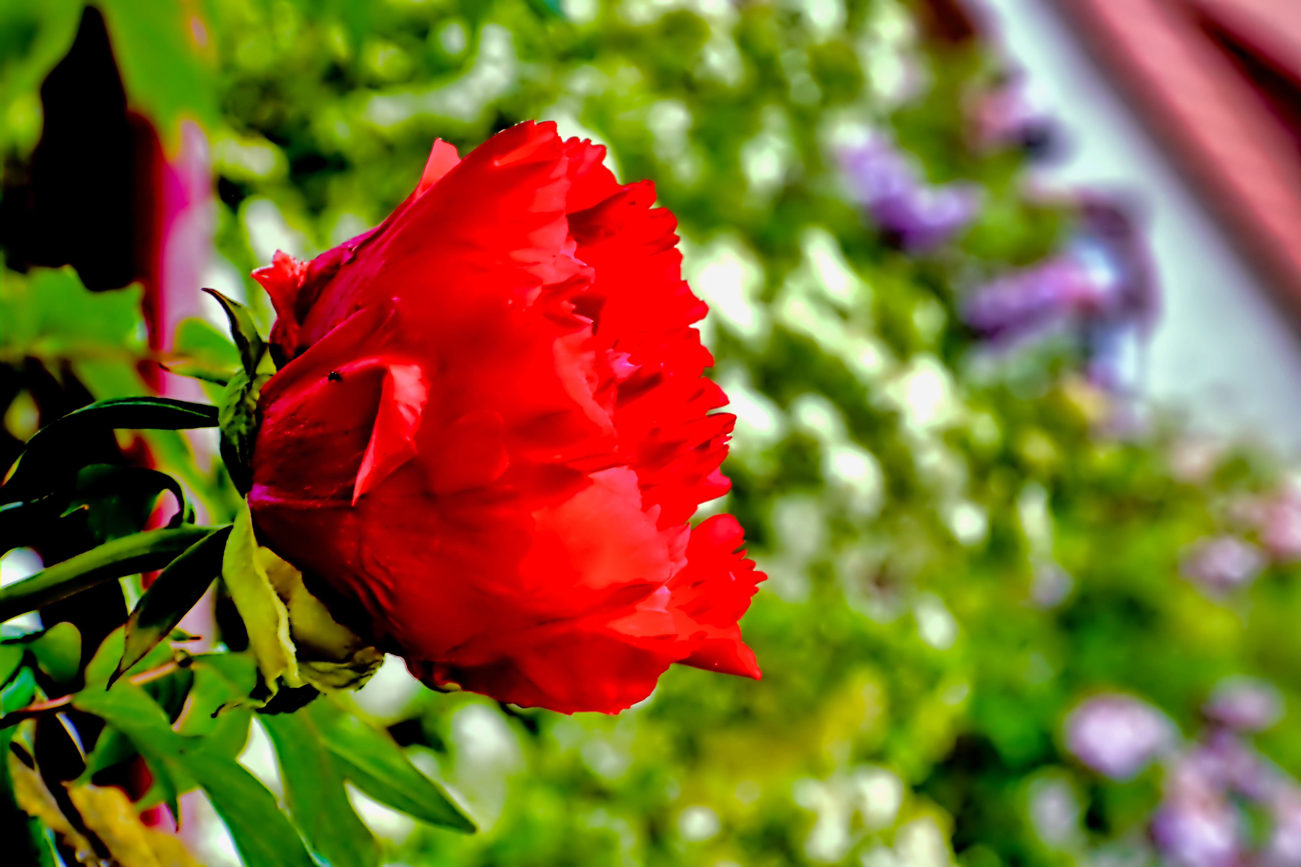 blossom, display, fragility, lcd screen, rose, poppy, nature, flower bouquet, screen, flower, no people, springtime, inflorescence, monitor, outdoors, sprout, HD Wallpaper