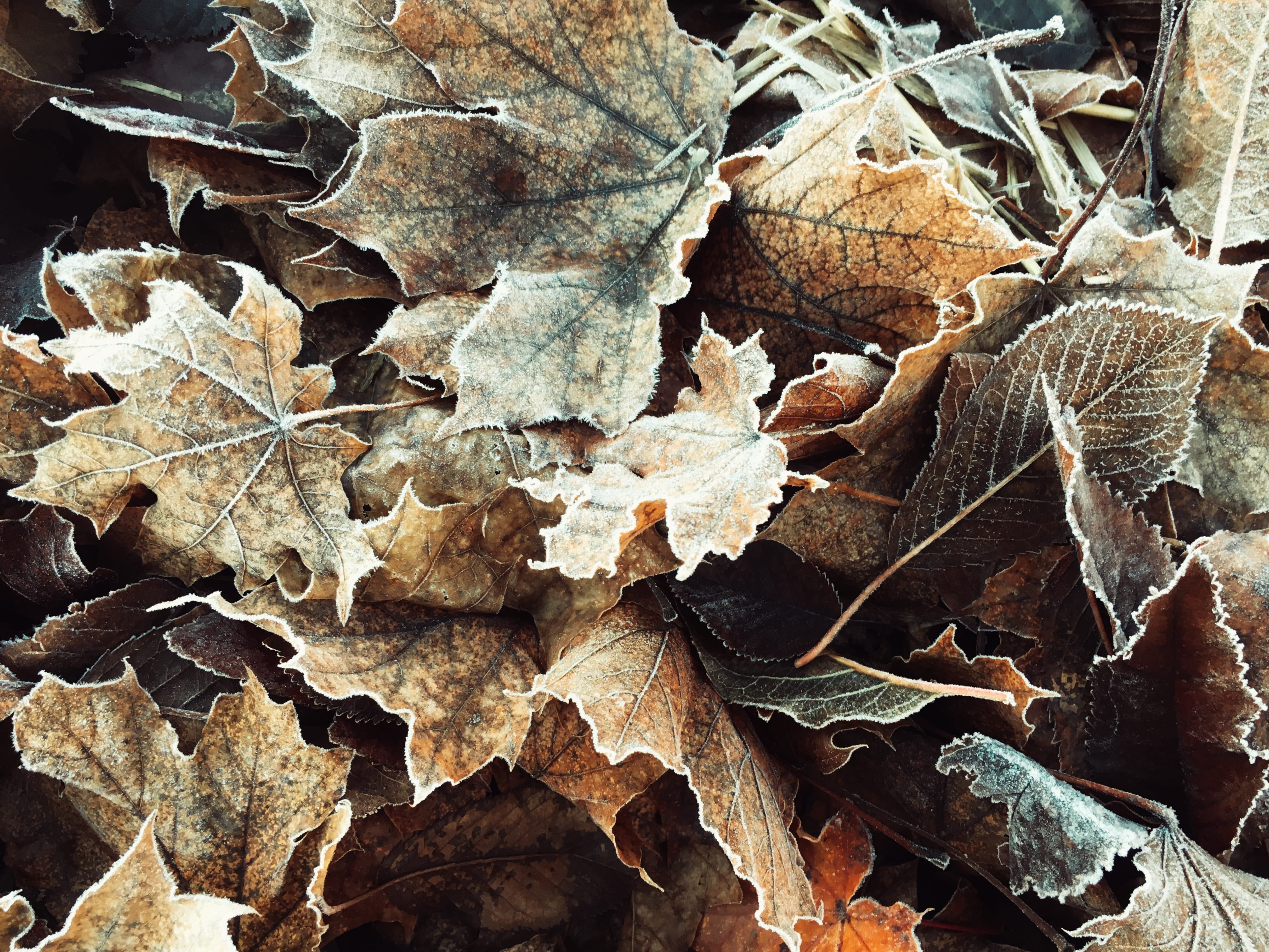 fall leaves, plant part, dark, mobile, fragility, dry, nature, leaves, wilted plant, dried, autumn, portland, day, tree, leaf, snapseed, backgrounds, tan, HD Wallpaper