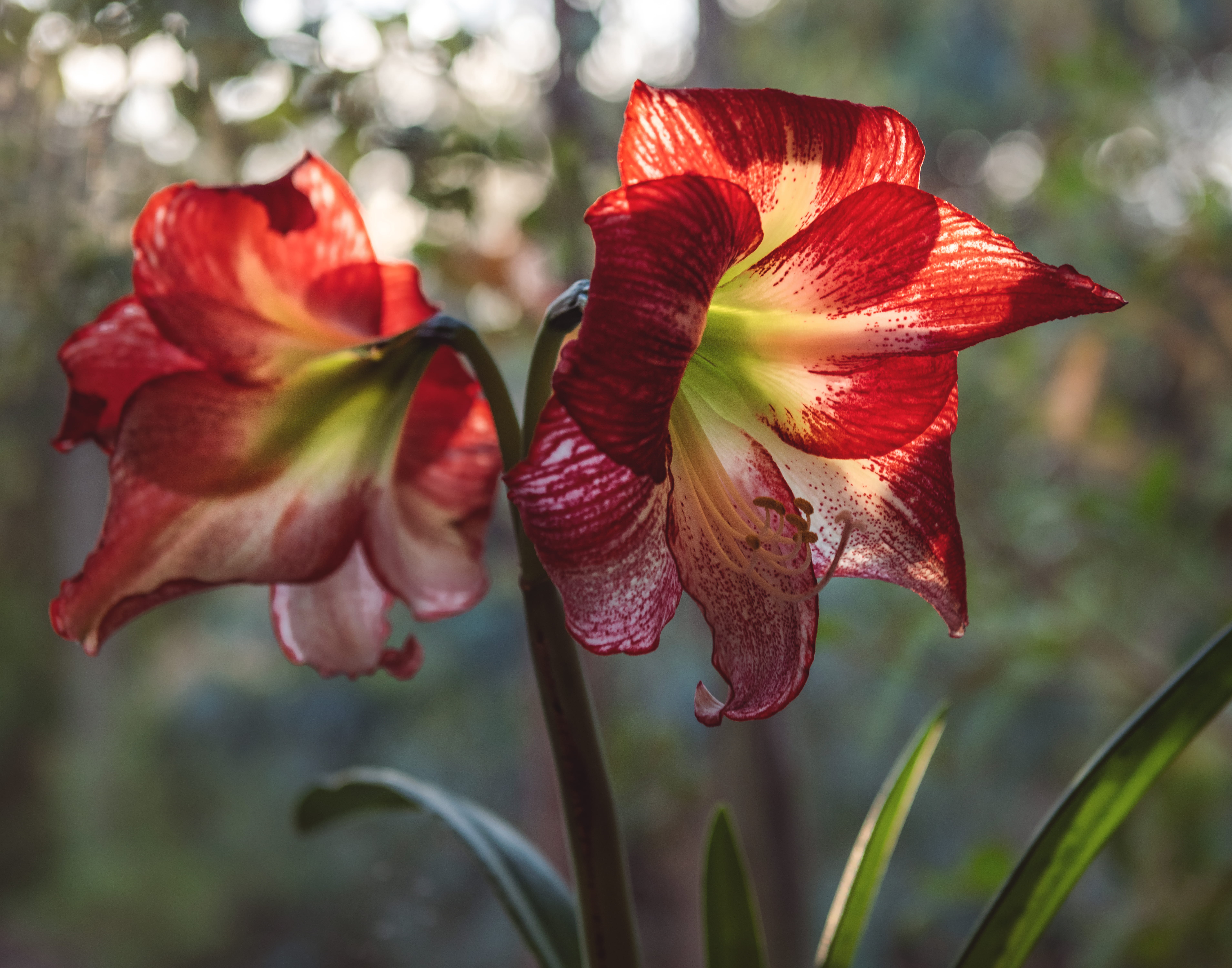 gladiolus, 5K, lily, pollen, focus on foreground, plant, plants, vulnerability, flowering plant, flora, close-up, nature, flower head, united states, two, HD Wallpaper