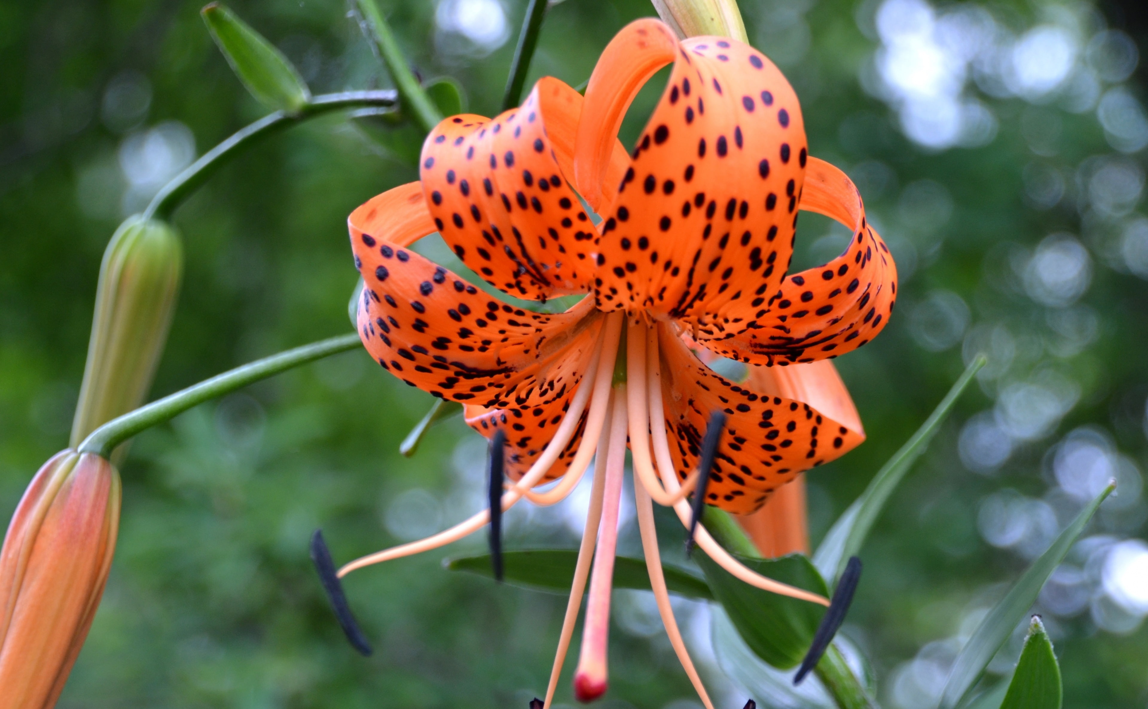 4K, animal wildlife, insect, Nature, s, orange color, plant, flowering plant, Flowers, Orange, unitedstates, Ohio, outdoors, beauty in nature, turk, fragility, HD Wallpaper