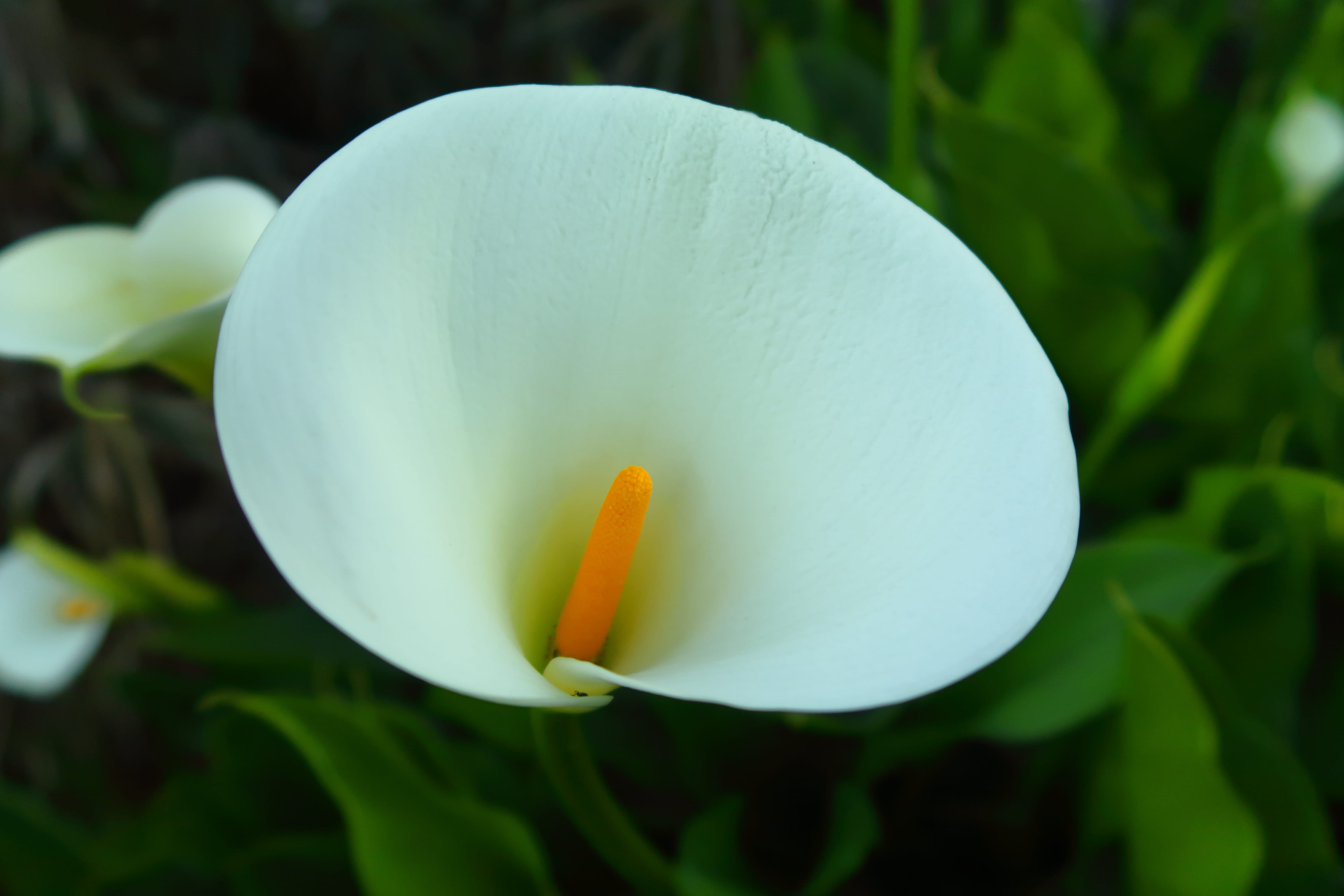 flowering plant, nature, no people, pollen, cape town, inflorescence, outdoors, petal, white, calla lily, flower head, beauty in nature, stamen, yellow, HD Wallpaper