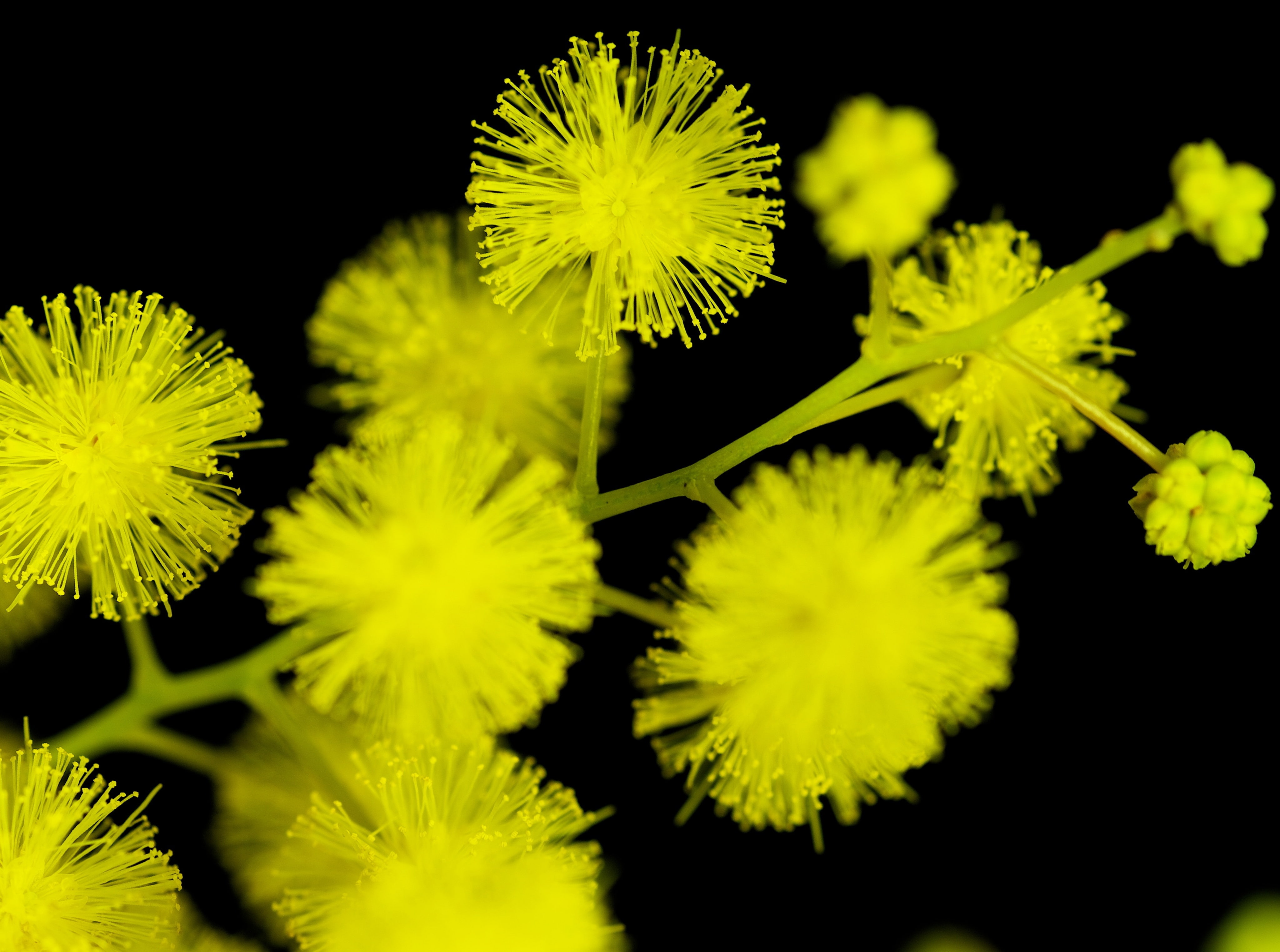 studio shot, Pentax, bokeh, AcaciaBaileyana, green color, nature, Aero, Macro, outdoors, pollen, black background, fragility, selective focus, petal, beauty in nature, HD Wallpaper