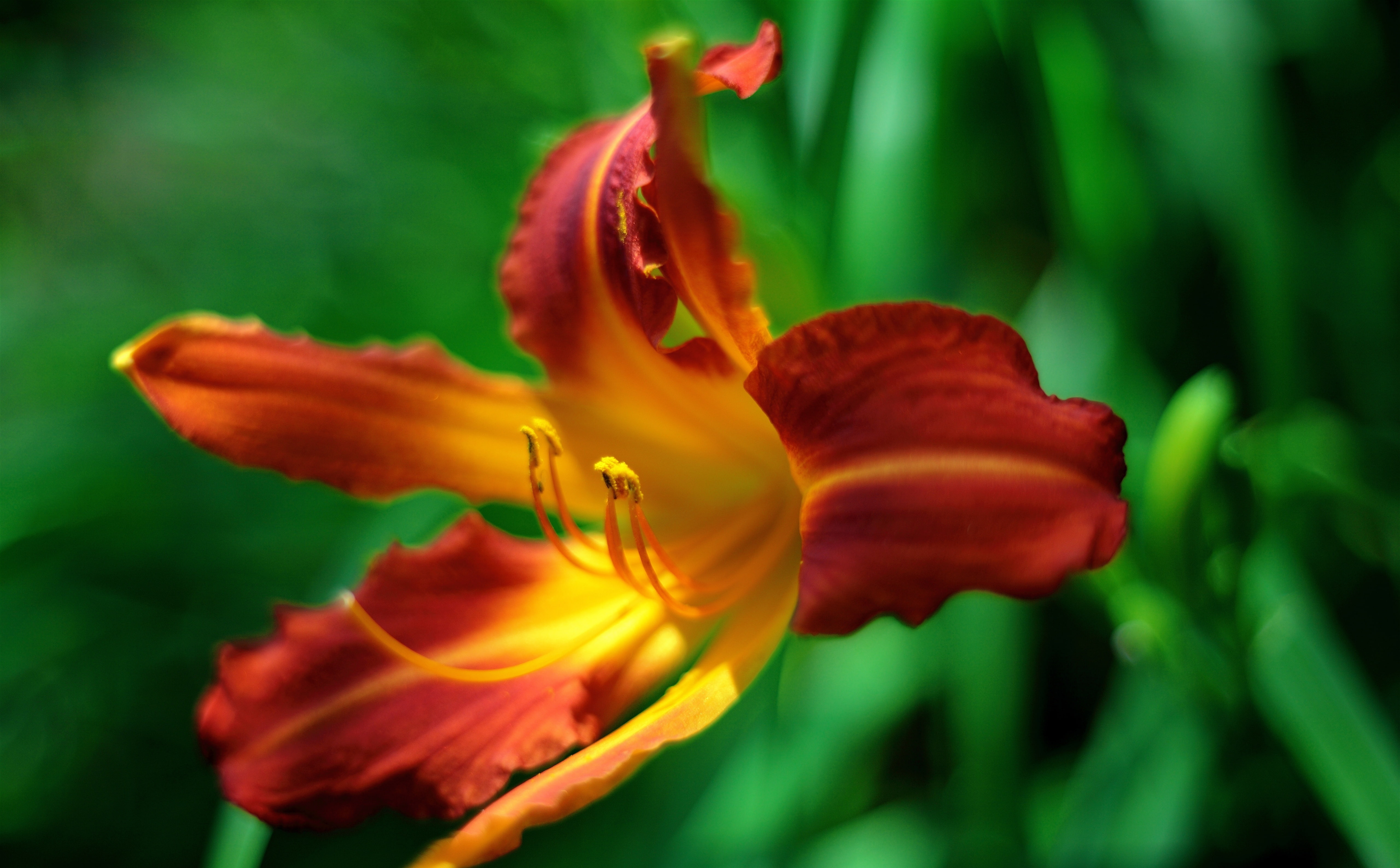 beauty in nature, red, TigerDaylily, springtime, outdoors, Flowers, Hemerocallis fulva, inflorescence, Nature, 5dmarkii, focus on foreground, pollen, day, HD Wallpaper