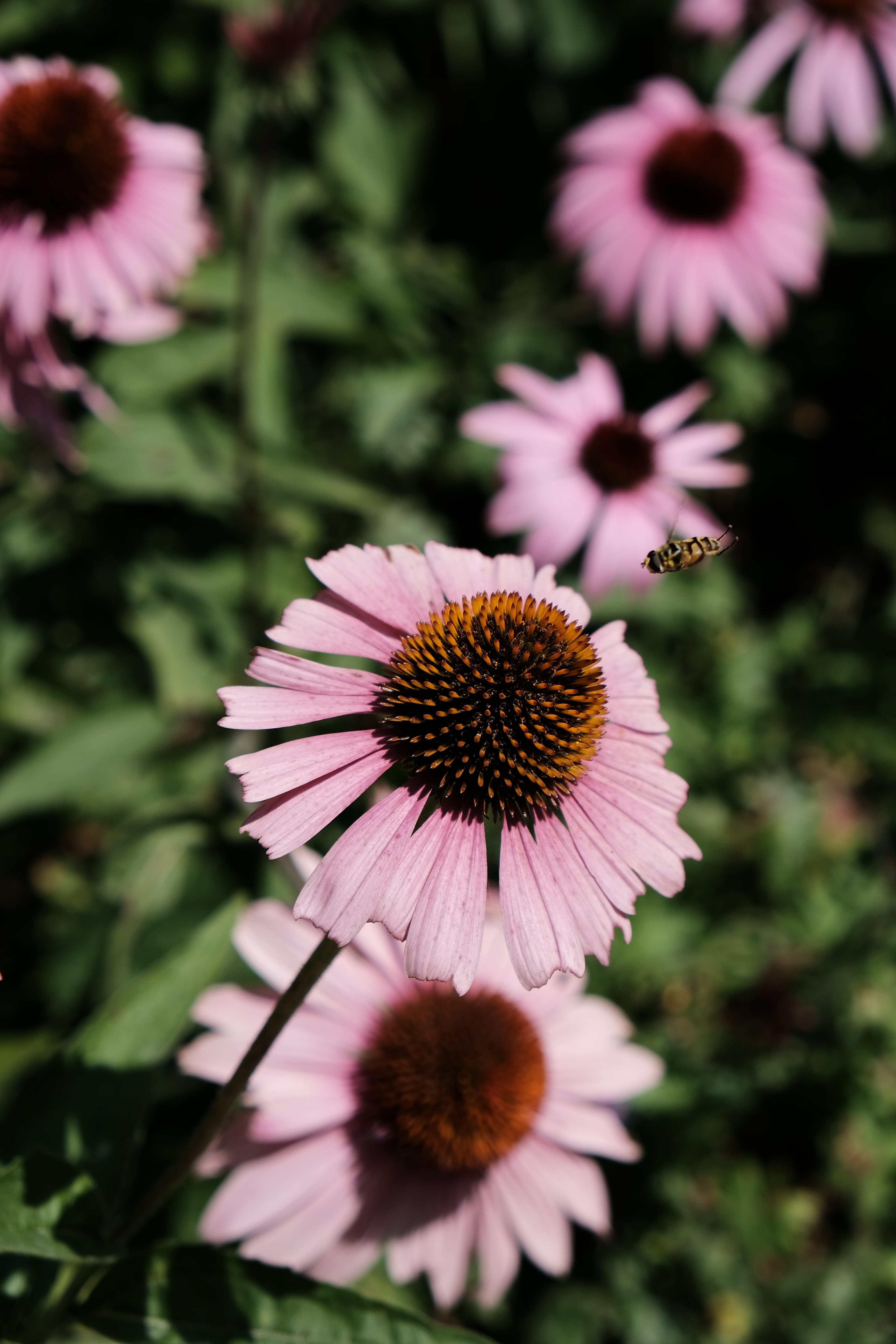 outdoors, nature, close-up, coneflower, no people, hofstetten bei brienz, pink color, inflorescence, museumsstrasse 131, day, flower, focus on foreground, Phone HD Wallpaper