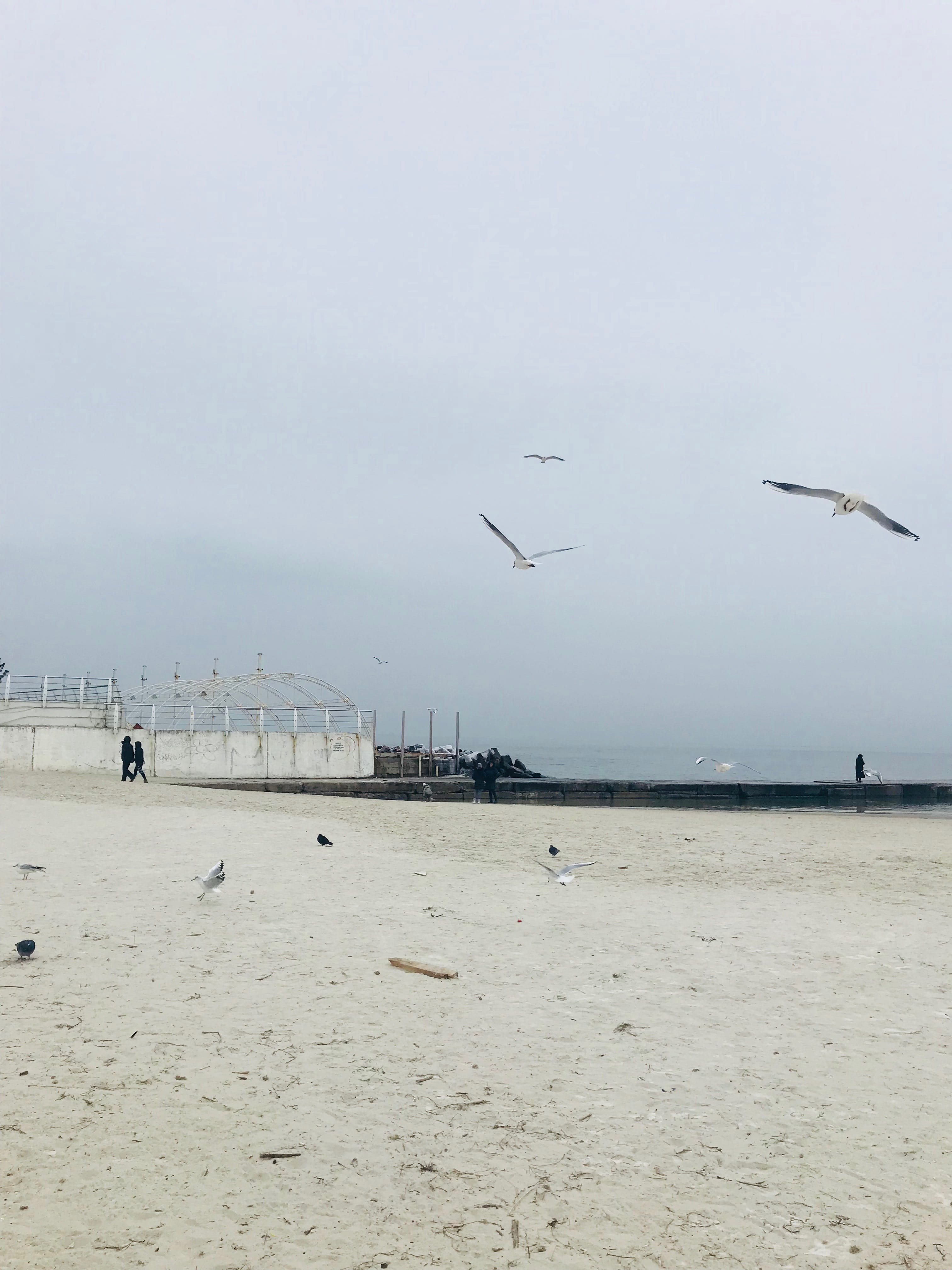 beach, ukraine, day, outdoors, bird, flying, vertebrate, animals in the wild, water, seagull, beauty in nature, incidental people, animal wildlife, sand, Phone HD Wallpaper