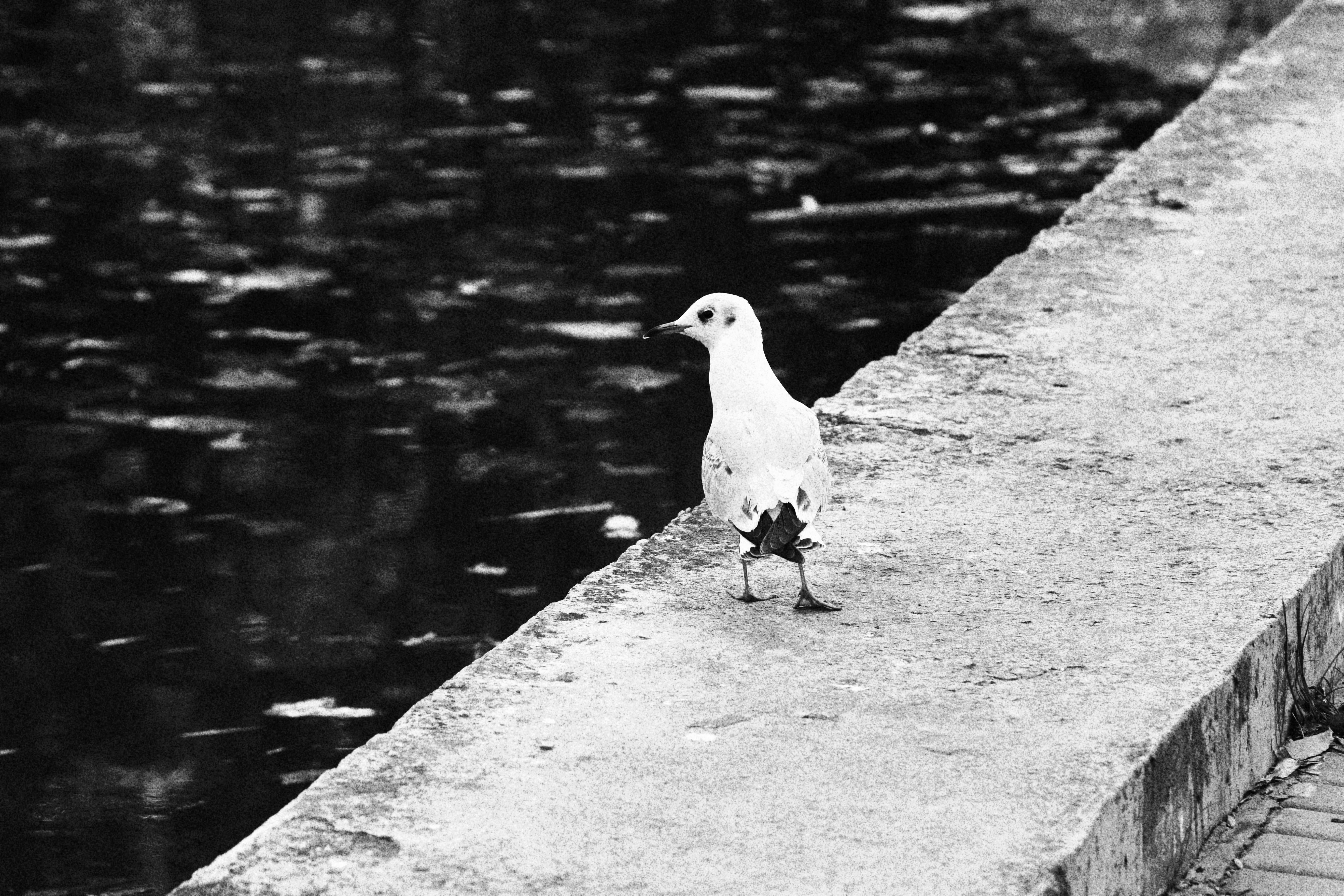 gull, one animal, vertebrate, nature, lake, outdoors, odessa, wall, animal wildlife, water, 5K, animal themes, animal, day, full length, perching, ukraine, HD Wallpaper