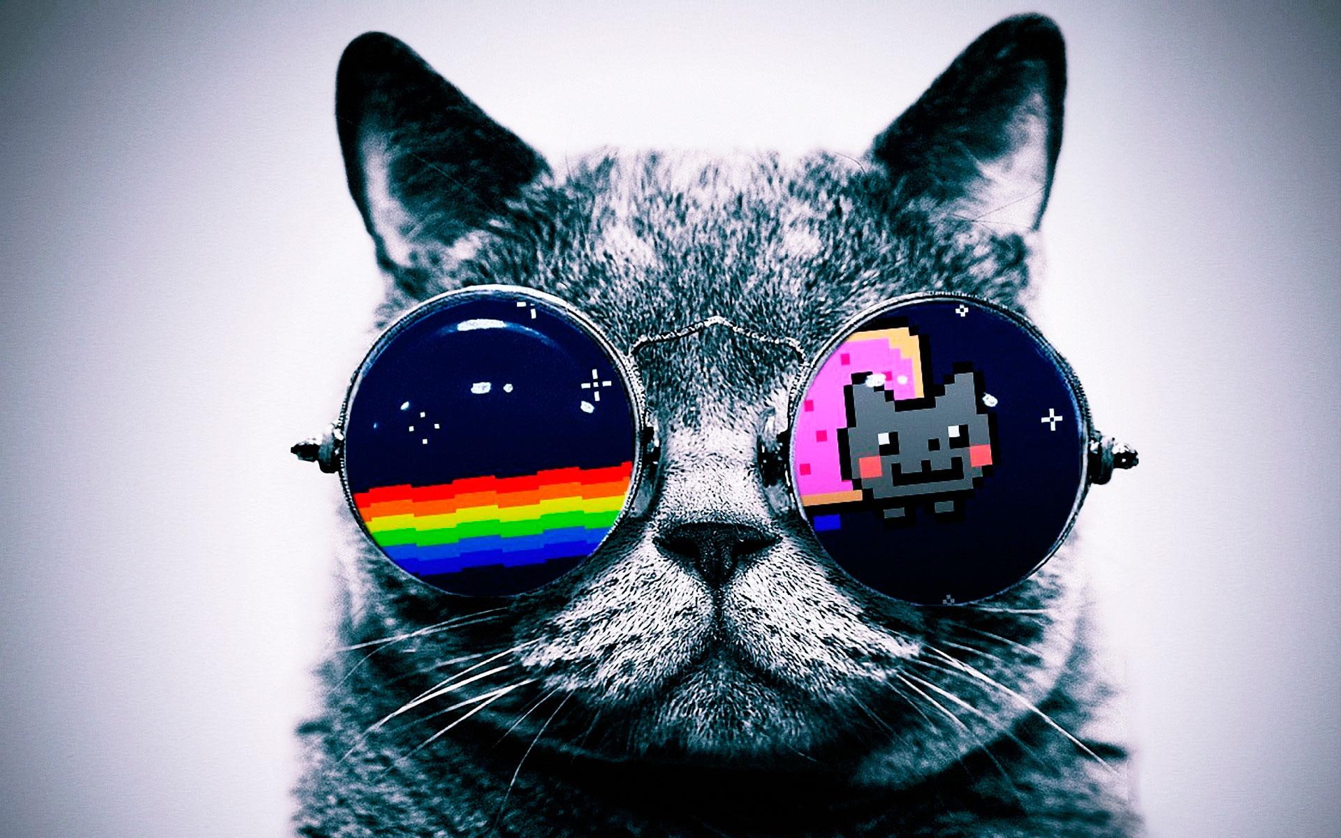 1080P, domestic, cat, cool, animals, funny, predator, umbrella, HD Wallpaper