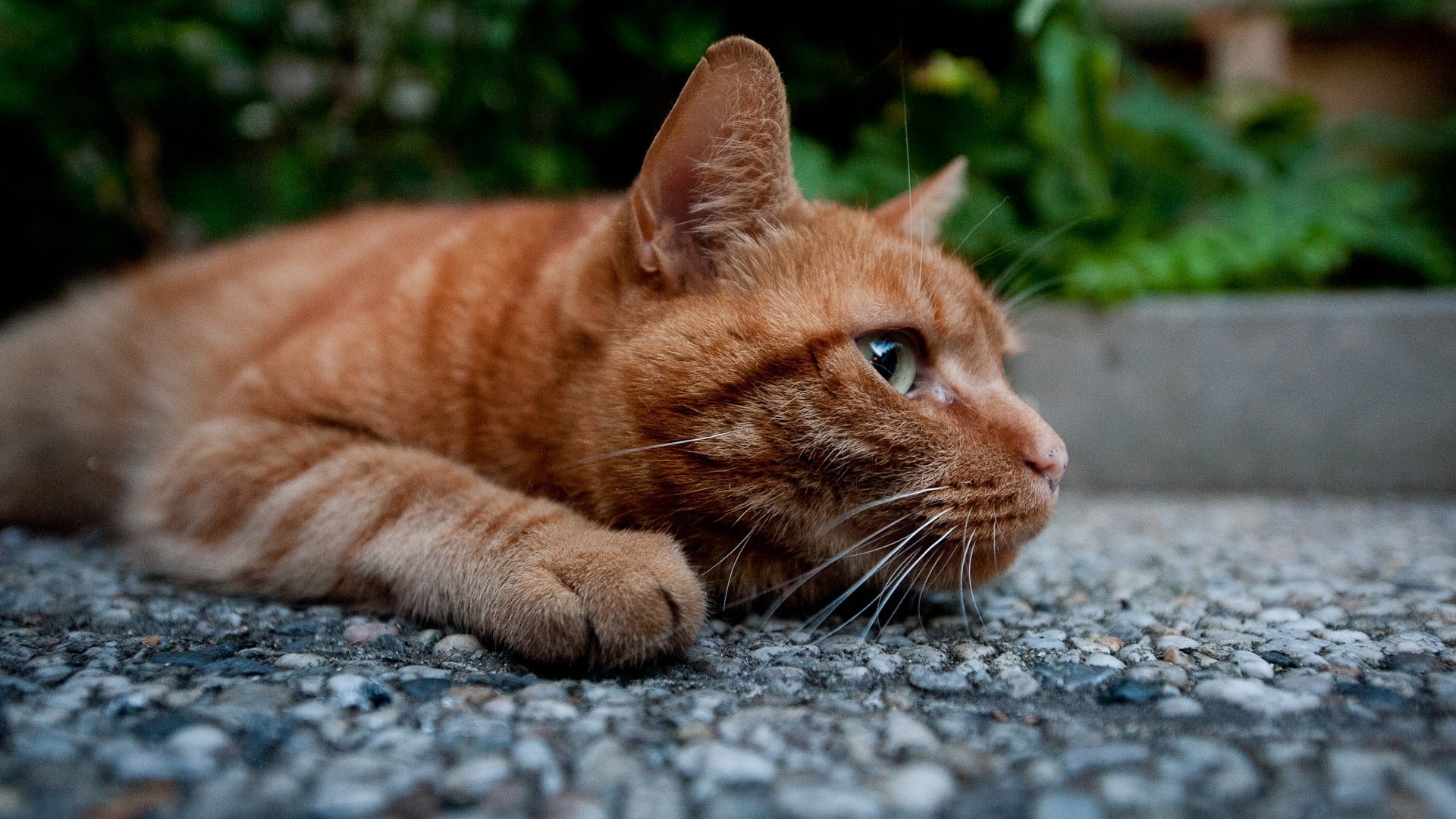 feline, mammals, cat, 1080P, animals, HD Wallpaper