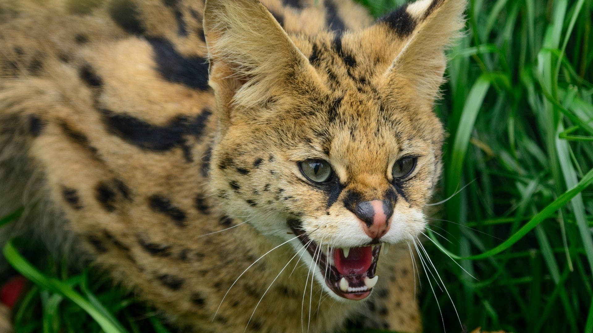 one animal, big cat, feline, animals in the wild, animal head, focus on foreground, animals, aggression, wild cat, mammal, cat, outdoors, animal, day, close-up, HD Wallpaper