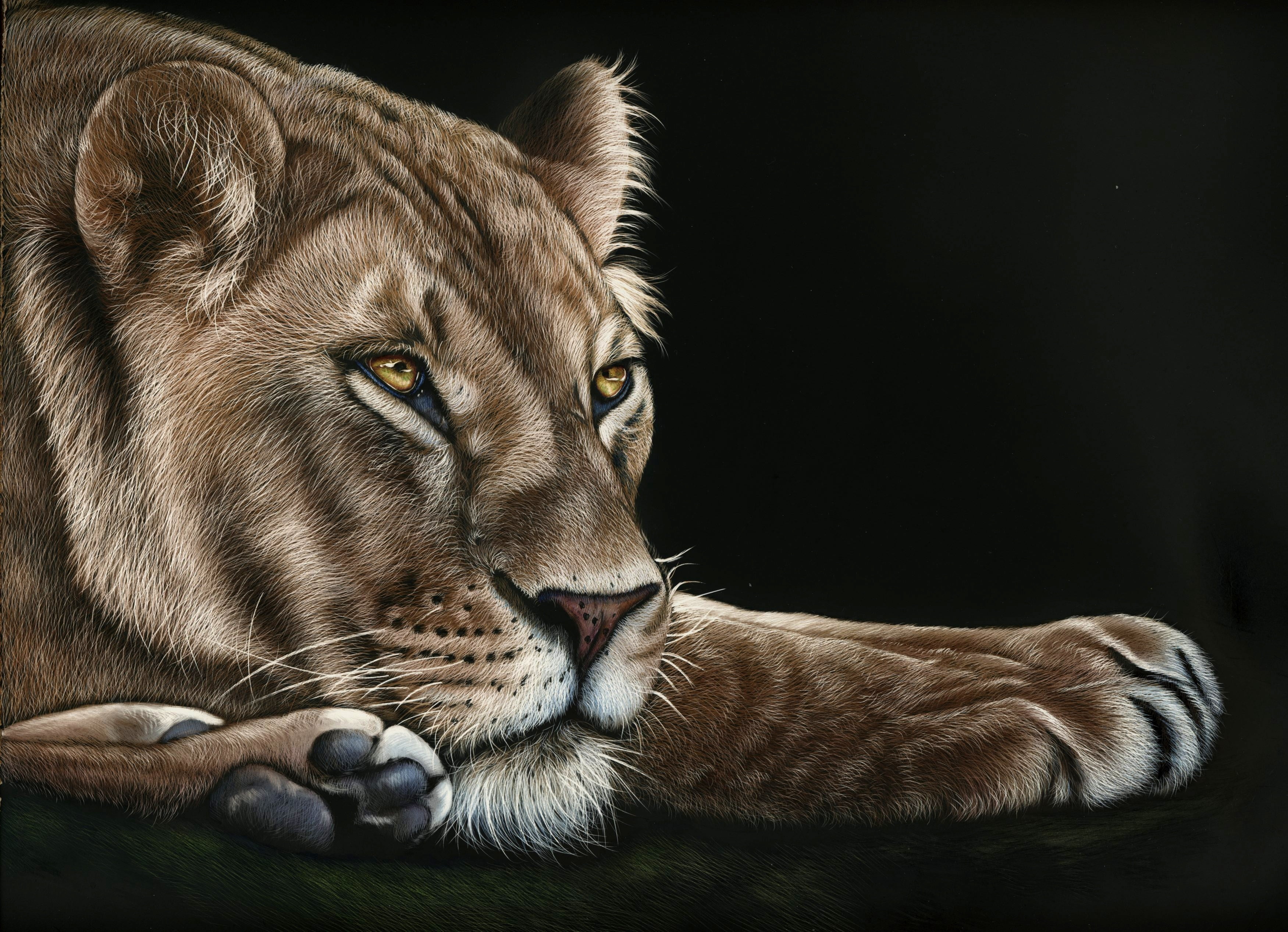 predator, black background, look, lioness, paws, face, 2K, HD Wallpaper