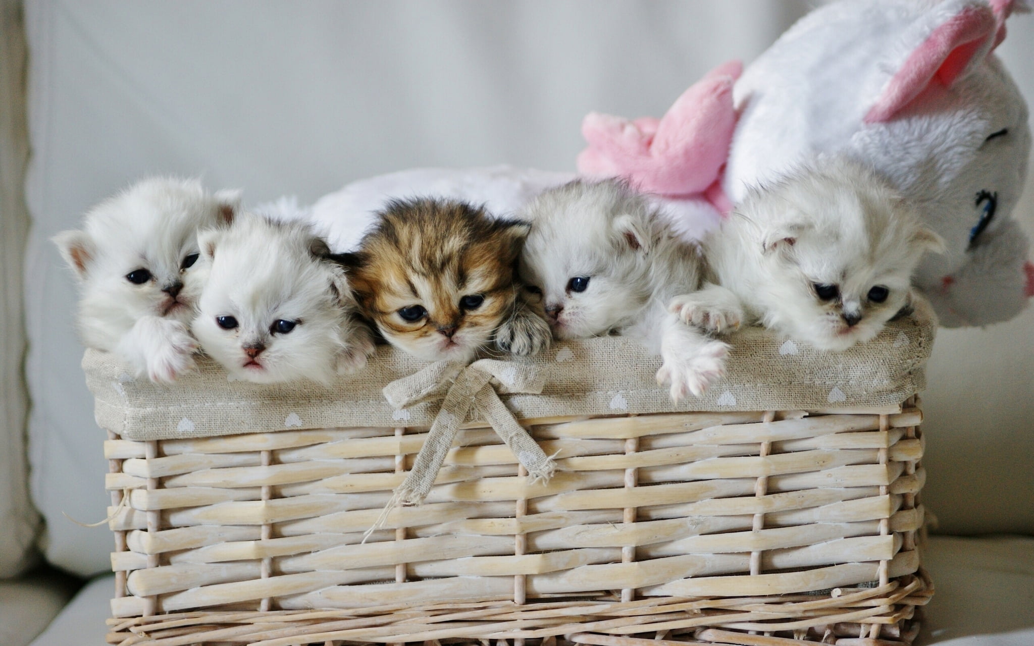 newborn Animal, brown, cute, puppy, wicker, feline, blanket, purebred Dog, animal themes, fur, group of animals, domestic, kittens, pets, animal, young Animal, HD Wallpaper