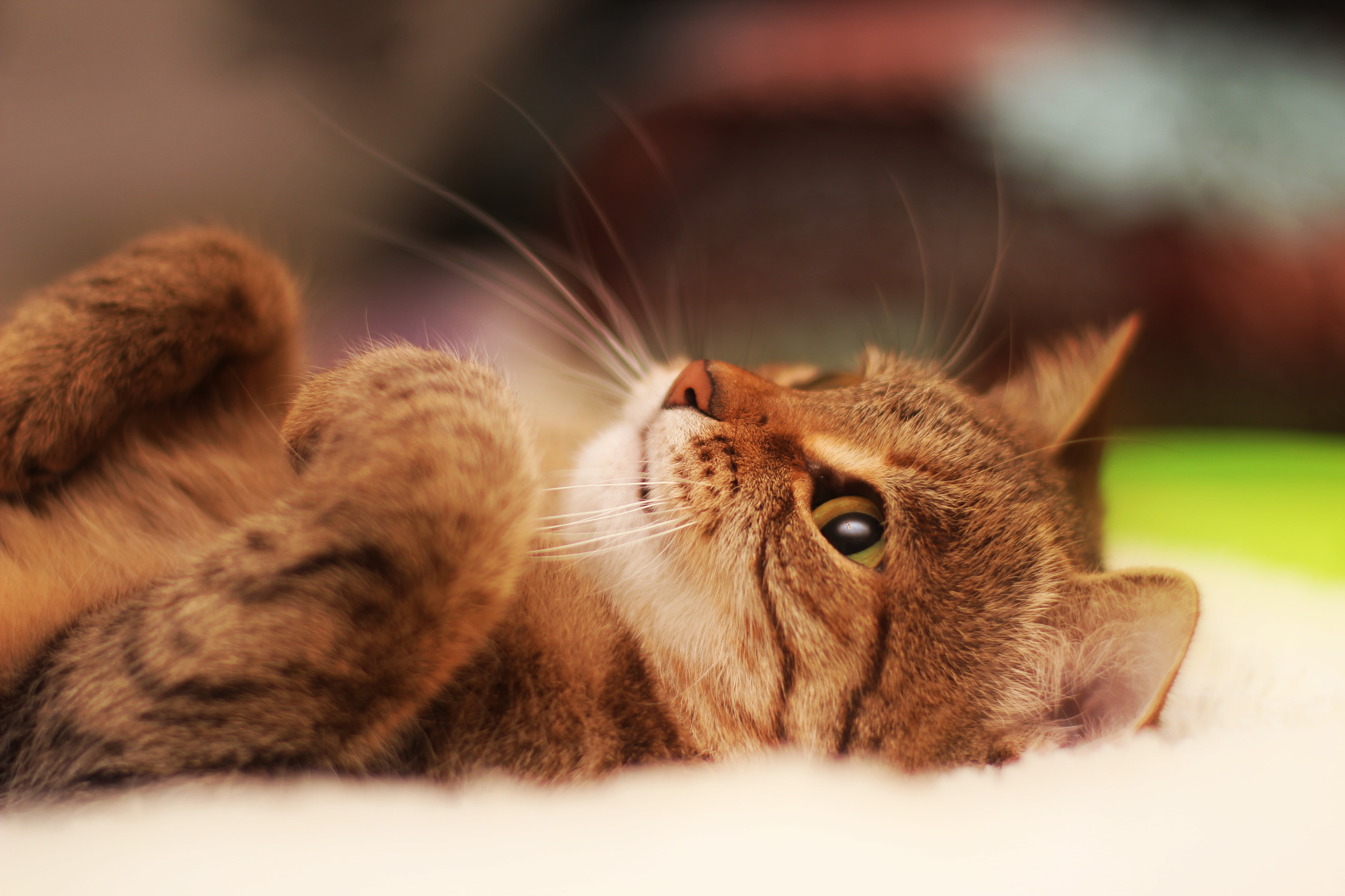 relaxation, animals And Pets, one Animal, portrait, domestic, animal, feline, animal head, sleeping, lying, striped, purebred Cat, mammal, young Animal, HD Wallpaper