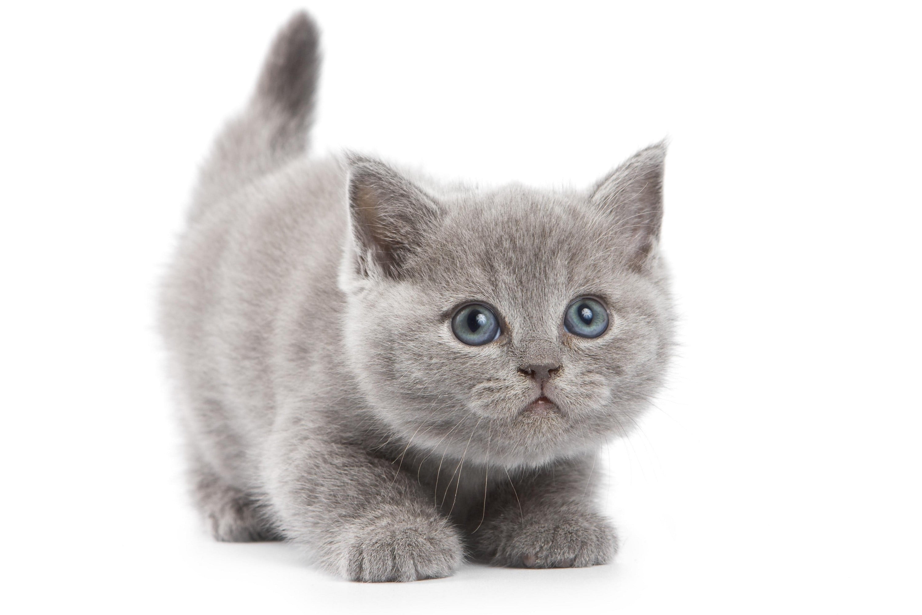 pets, curiosity, young Animal, looking, kitten, purebred Cat, portrait, sitting, domestic Animals, small, white Background, animal themes, cute, softness, HD Wallpaper