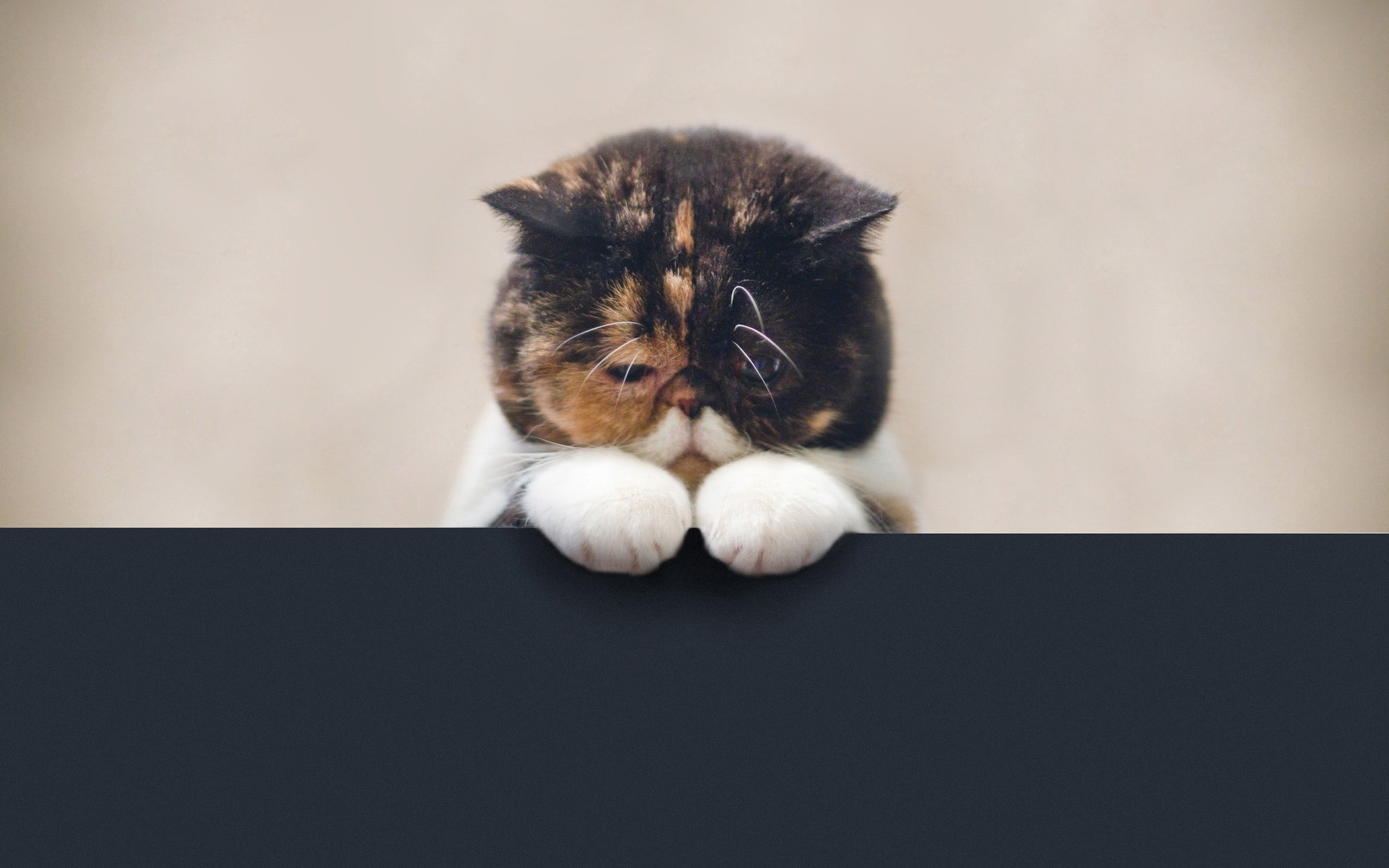 tabby, feline, sad, white, beautiful, cute, russian, animal, legs, domestic Cat, animals And Pets, exotic, no People, young Animal, fun, kitten, fat, sitting, HD Wallpaper