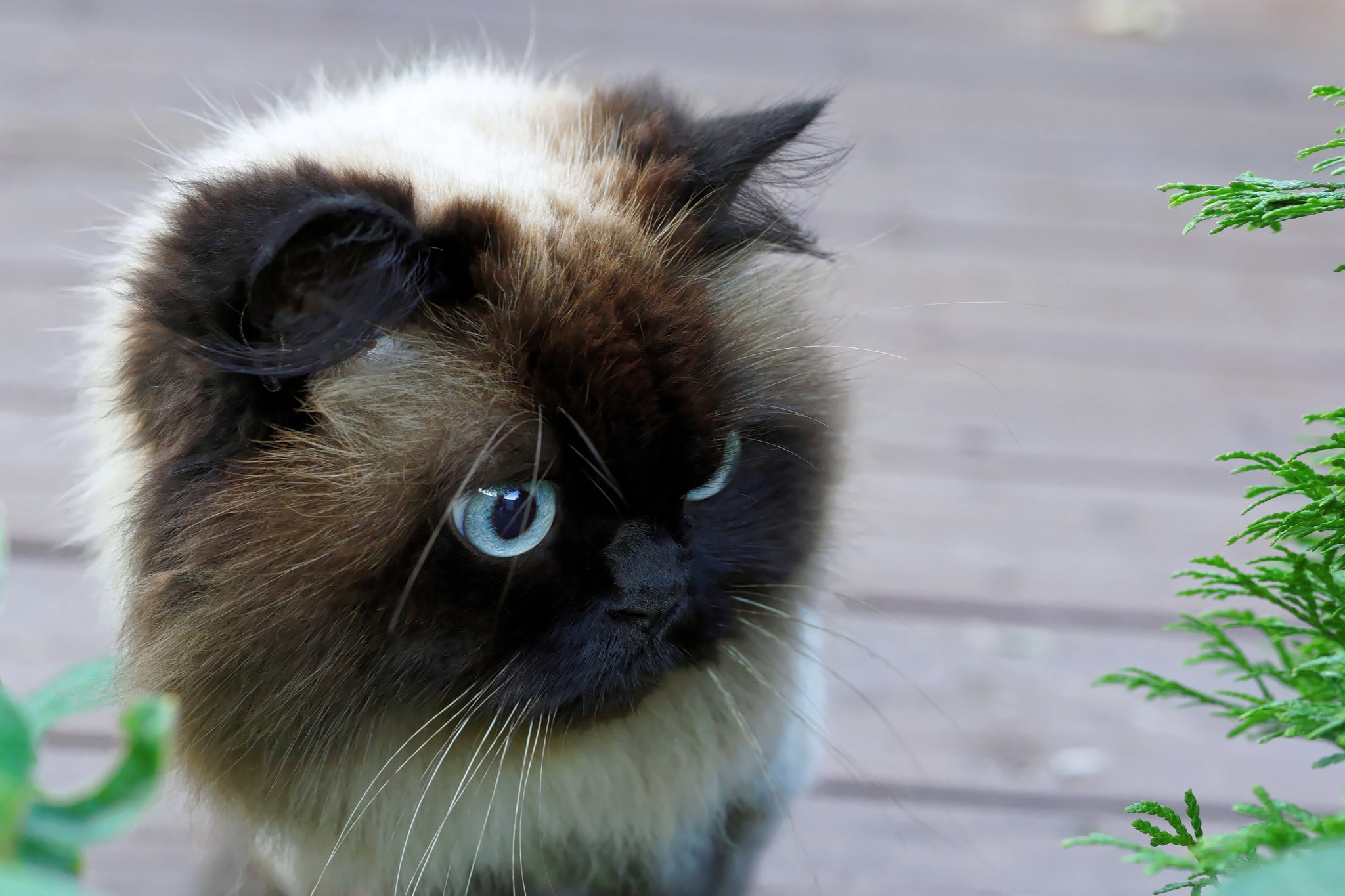 one animal, animal head, domestic, yellow eyes, focus on foreground, animals, animal themes, animal, pets, no people, feline, close-up, whisker, nature, HD Wallpaper