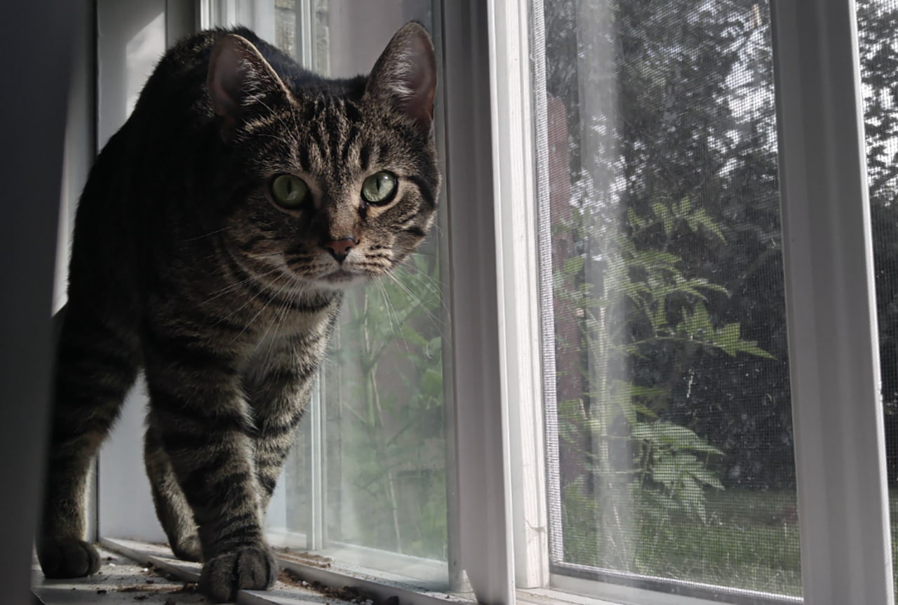 feline, 720P, Kitty, cat, eyes, HD Wallpaper