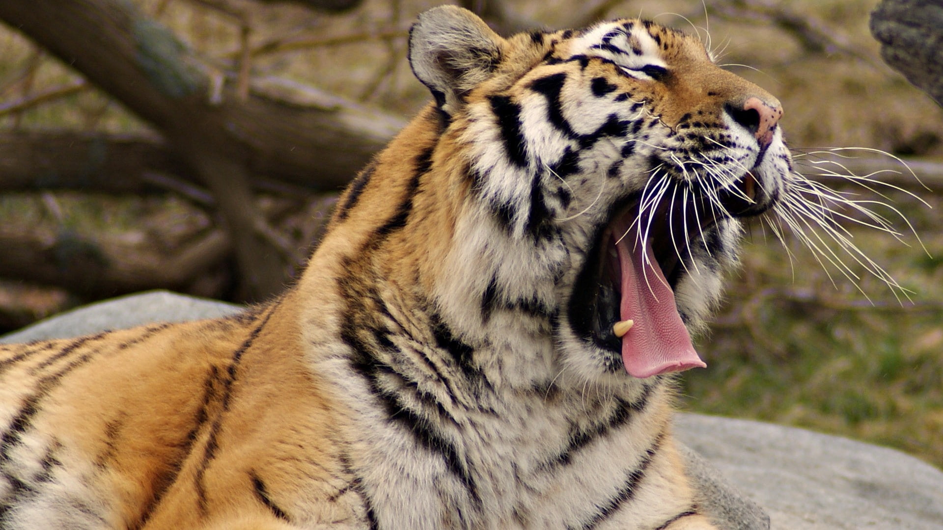 1080P, animals, feline, nature, tiger, HD Wallpaper