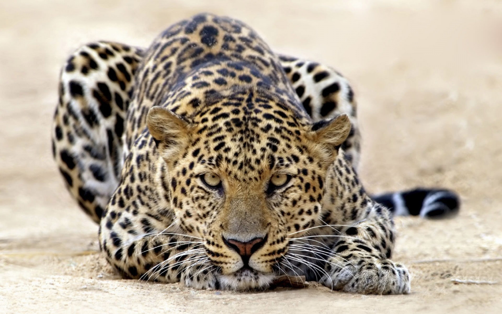 nature, 1080P, jaguars, cat, feline, HD Wallpaper