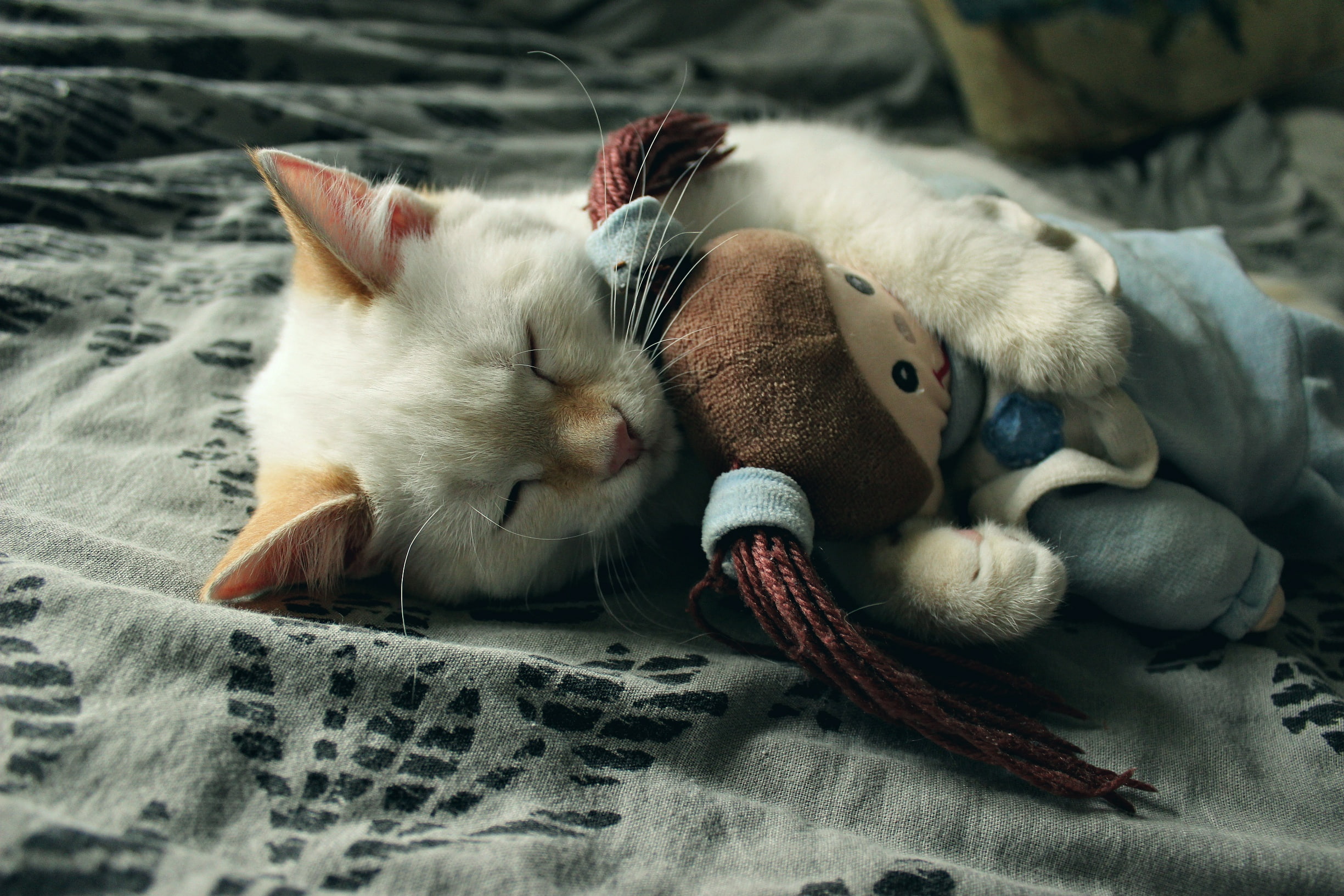 1080P, sleeping, animals, cat, feline, HD Wallpaper