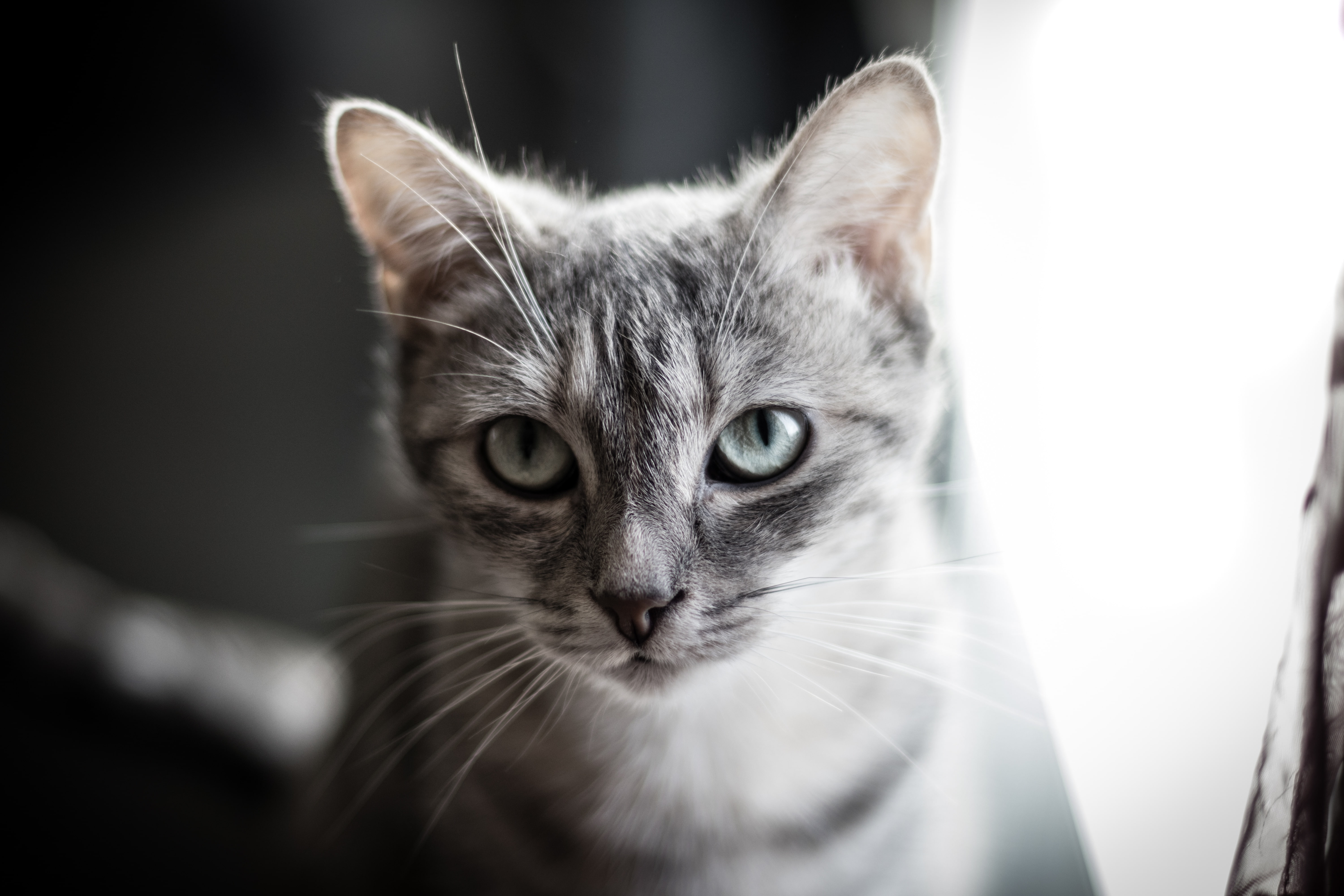 close-up, pets, animal body part, domestic, animal head, animal, domestic animals, depth of field, 5K, animal themes, portrait, domestic cat, looking at camera, HD Wallpaper