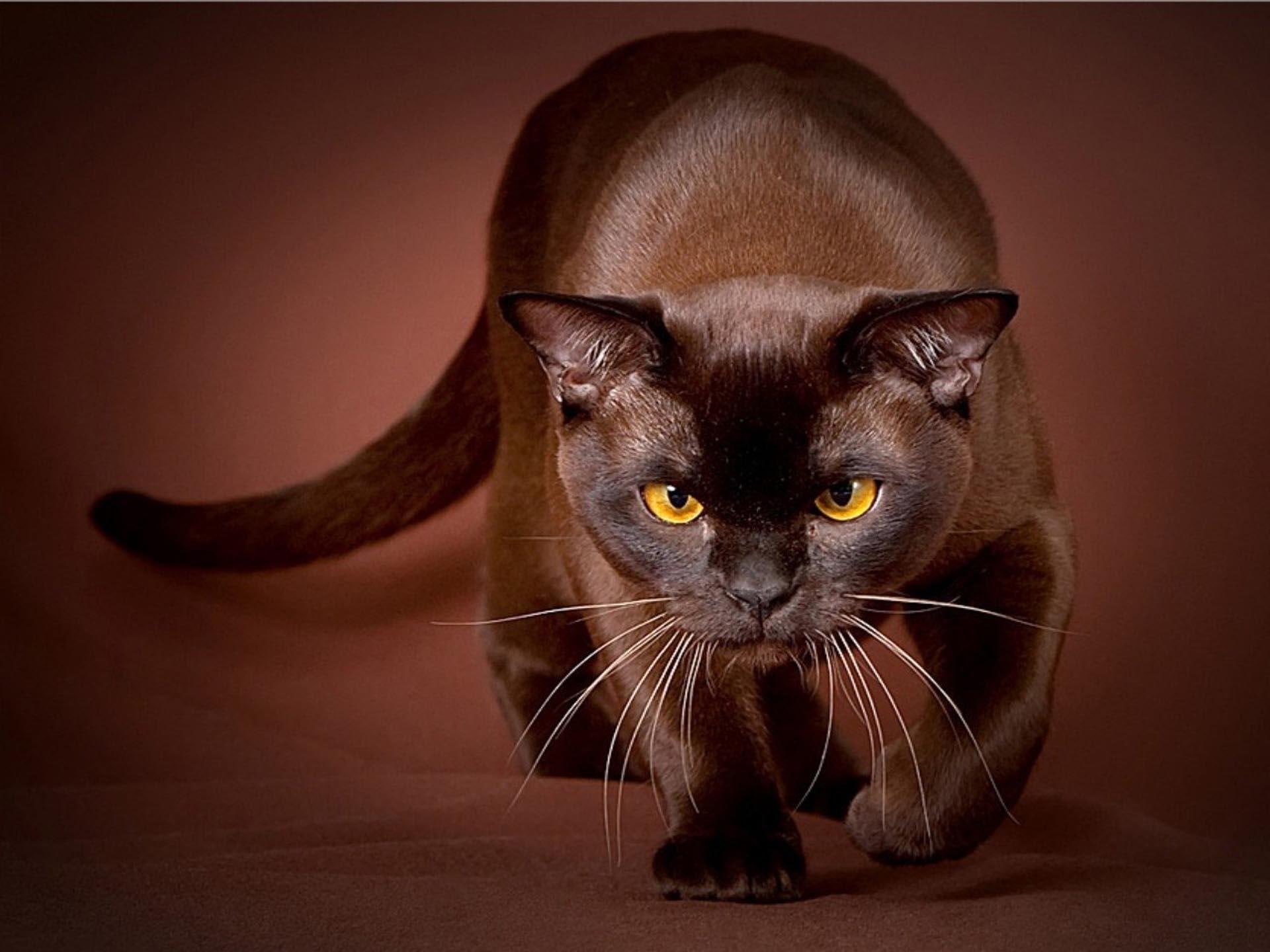 yellow, beautiful, chocolate, 1080P, animal, eyes, dark, brow, feline, HD Wallpaper