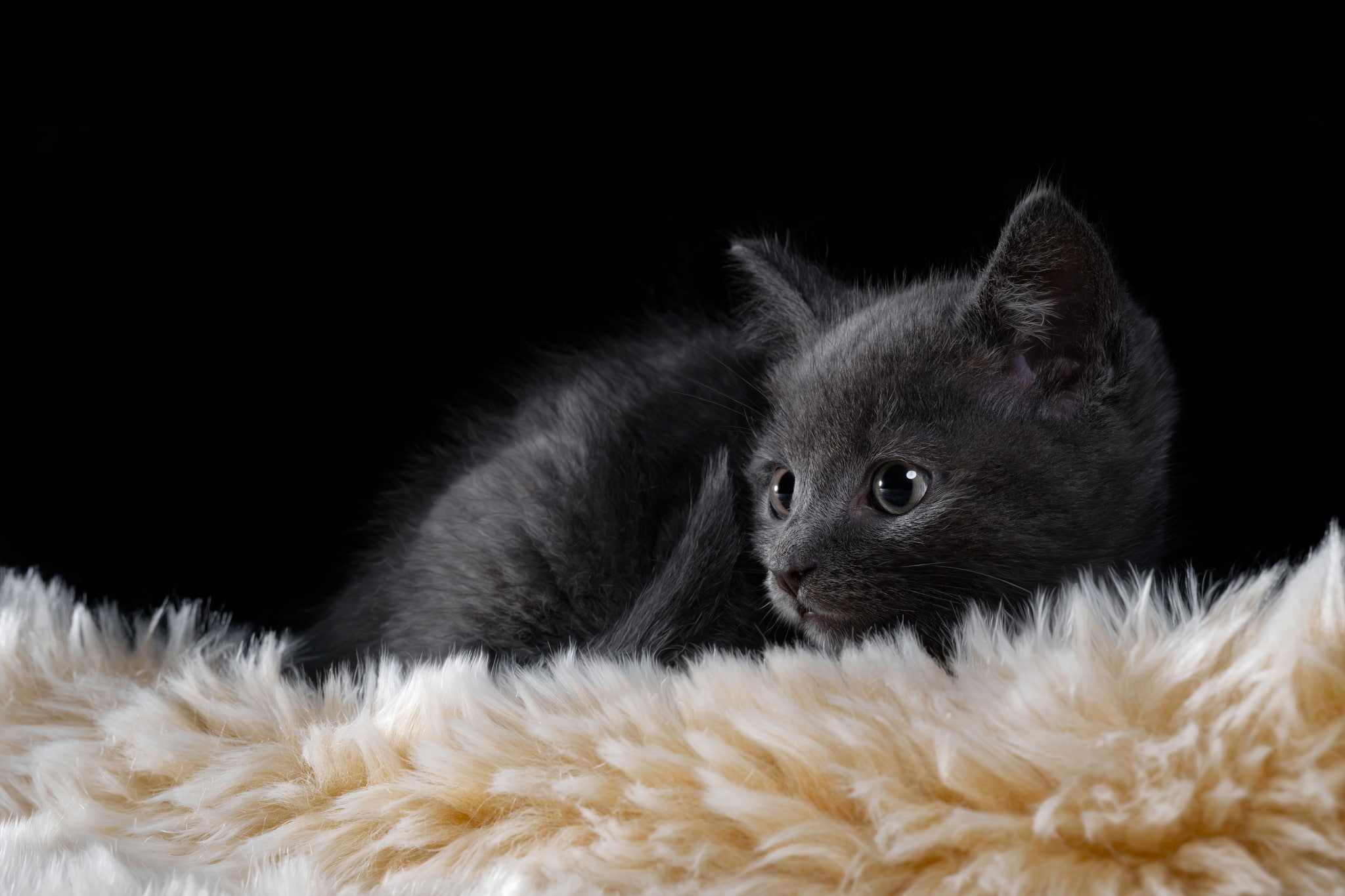 cat, black, 1080P, carpets, kittens, feline, animals, HD Wallpaper