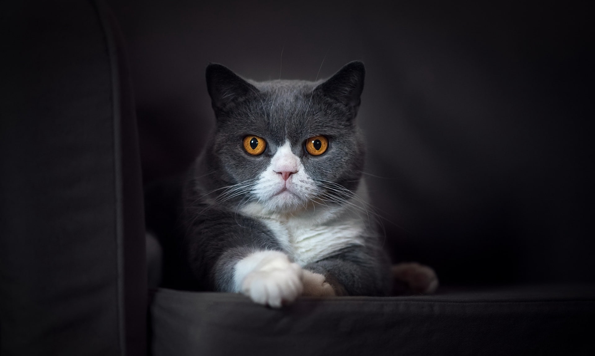 feline, animals, cat, 1080P, yellow eyes, HD Wallpaper
