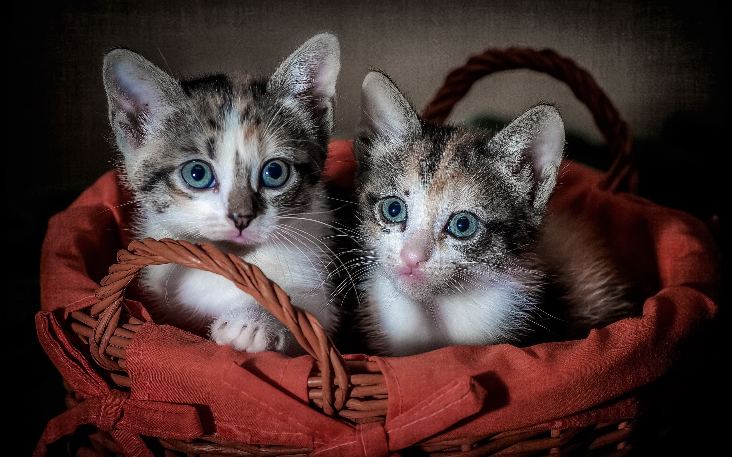 Kittens, 2K, fur, Two, brown, Cute, short, white, black, Basket, HD Wallpaper