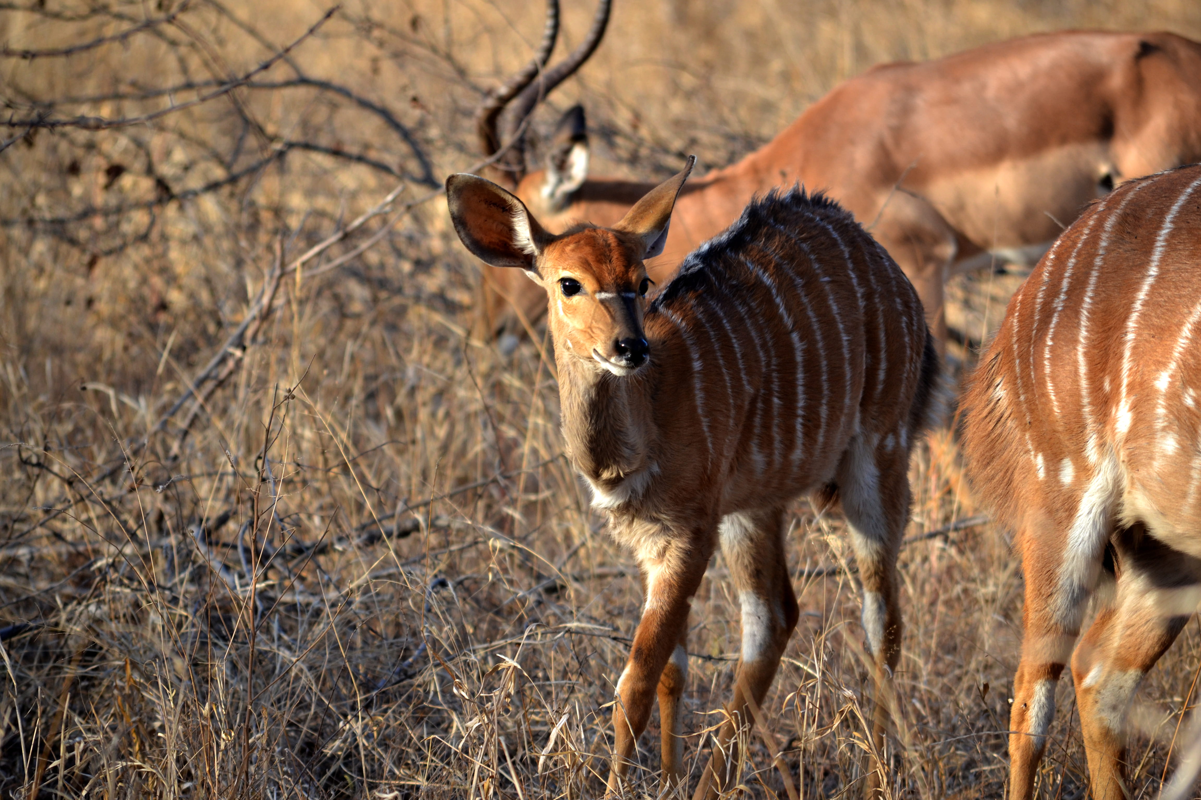 wildlife, south africa, land, outdoors, focus, herbivorous, animal family, no people, group of animals, dried, baby, herd, livestock, nyala antelope, field, HD Wallpaper
