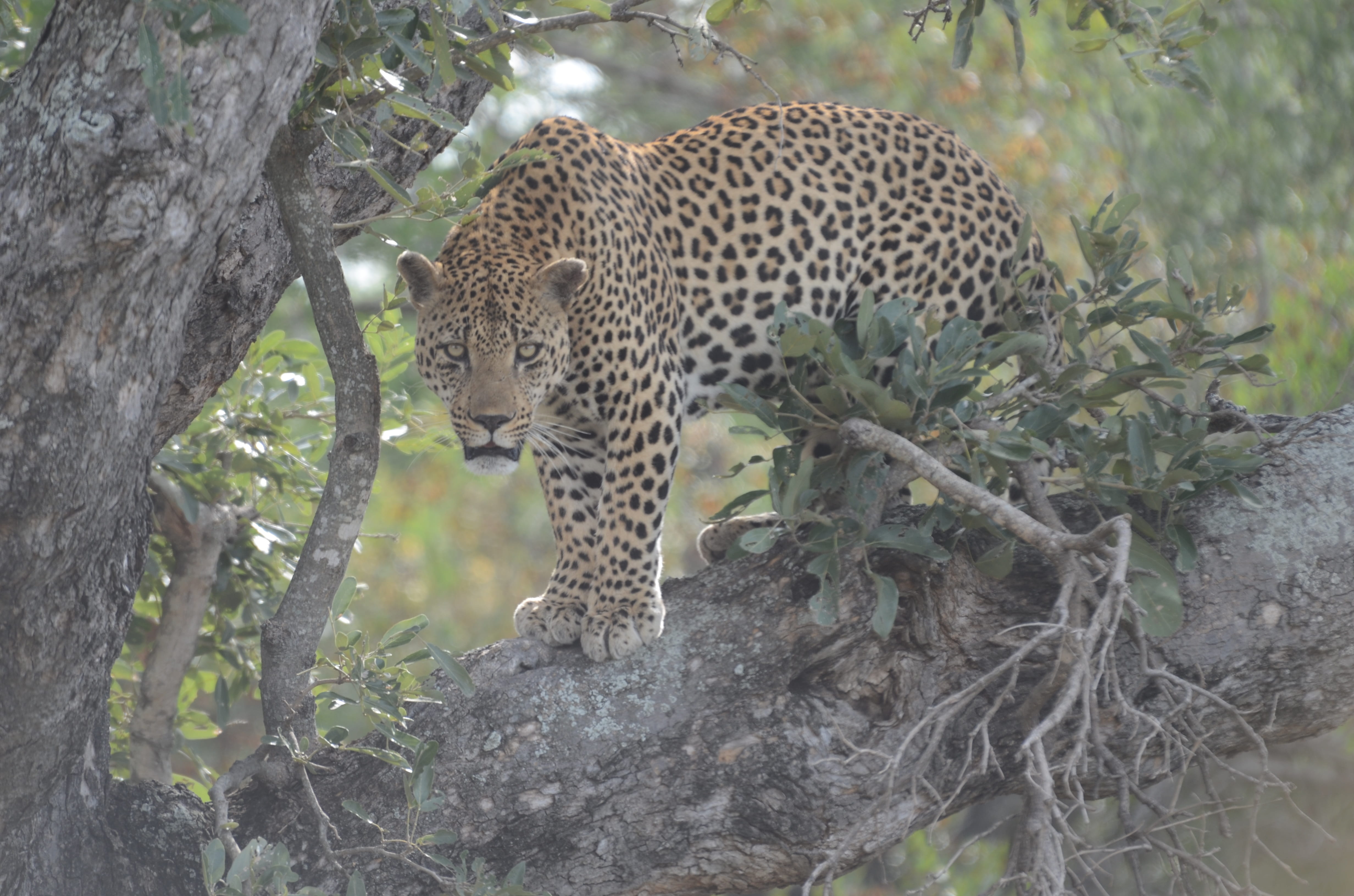 animal wildlife, nature, south africa, big cat, animals in the wild, day, mammal, bushveld, tree, animal themes, feline, plant, carnivora, safari, animal, HD Wallpaper