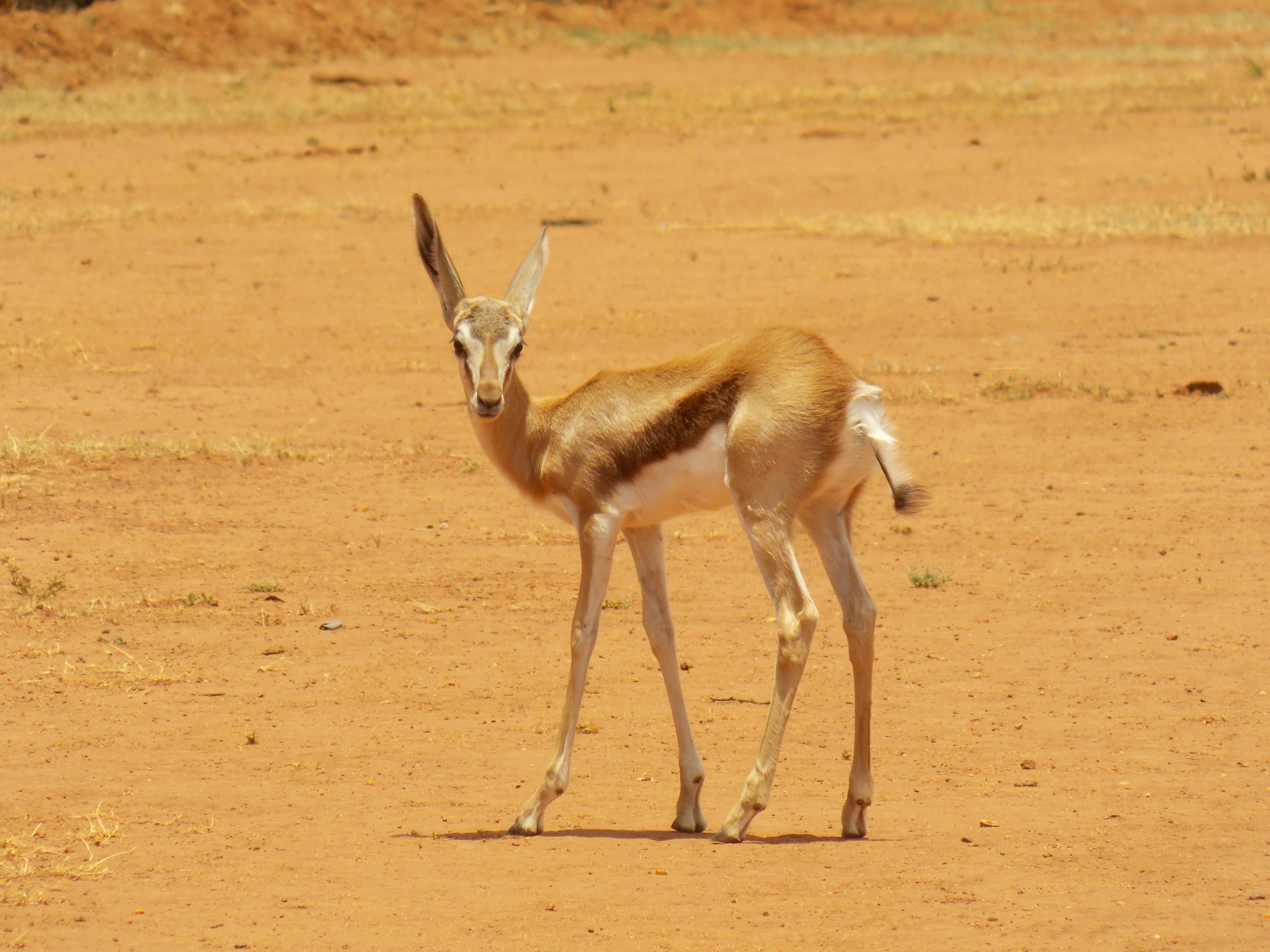 4K, full length, nature, zoology, fauna, brown, herbivore, gazelle, vertebrate, south-africa, animal themes, antelope, day, field, springbuck, standing, HD Wallpaper