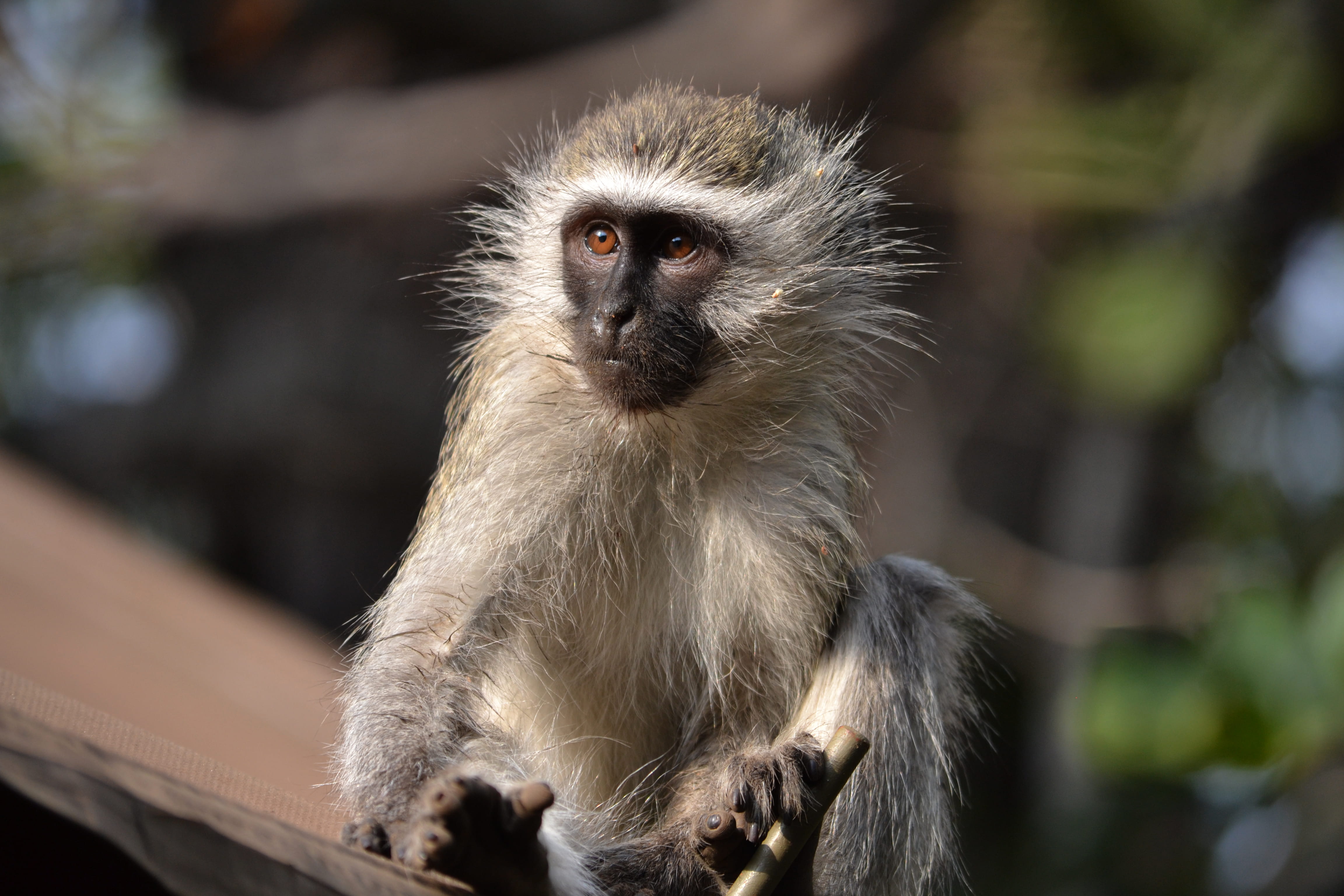 vertebrate, kapama private game reserve, south africa, focus on foreground, portrait, baboon, safari, bushveld, animals in the wild, day, nature, looking away, HD Wallpaper