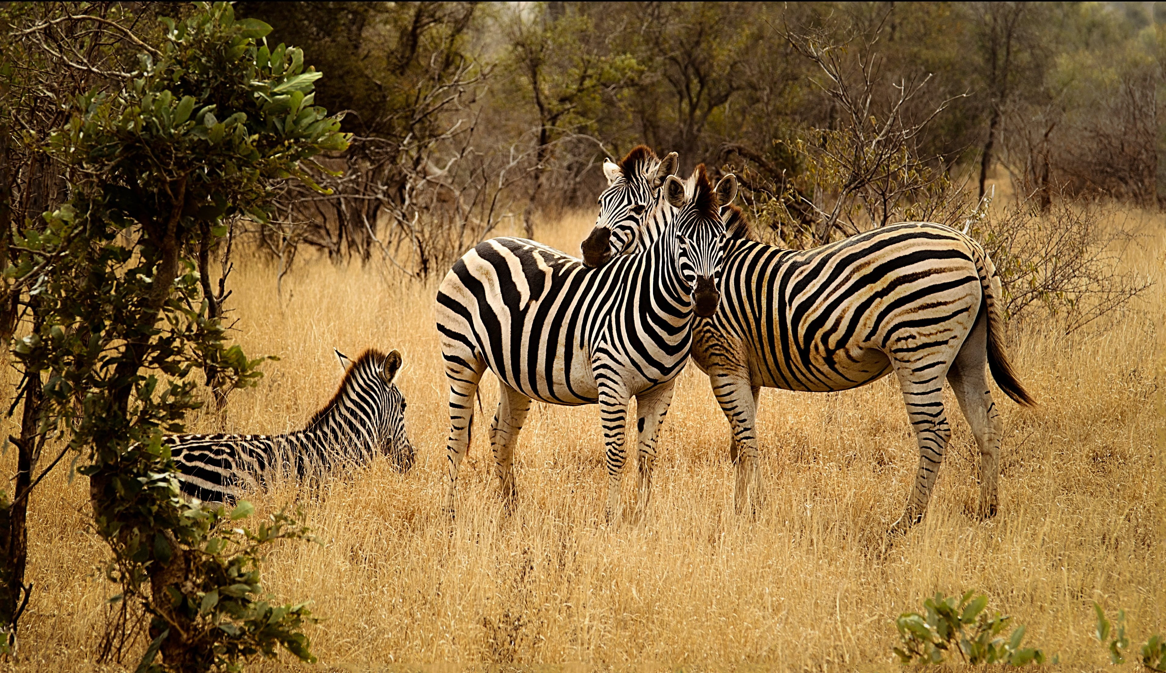 mammal, black, no people, outdoors, landscape, photo, tree, two animals, zebras, vertebrate, animal, herd, animals in the wild, nature, land, bushveld, HD Wallpaper