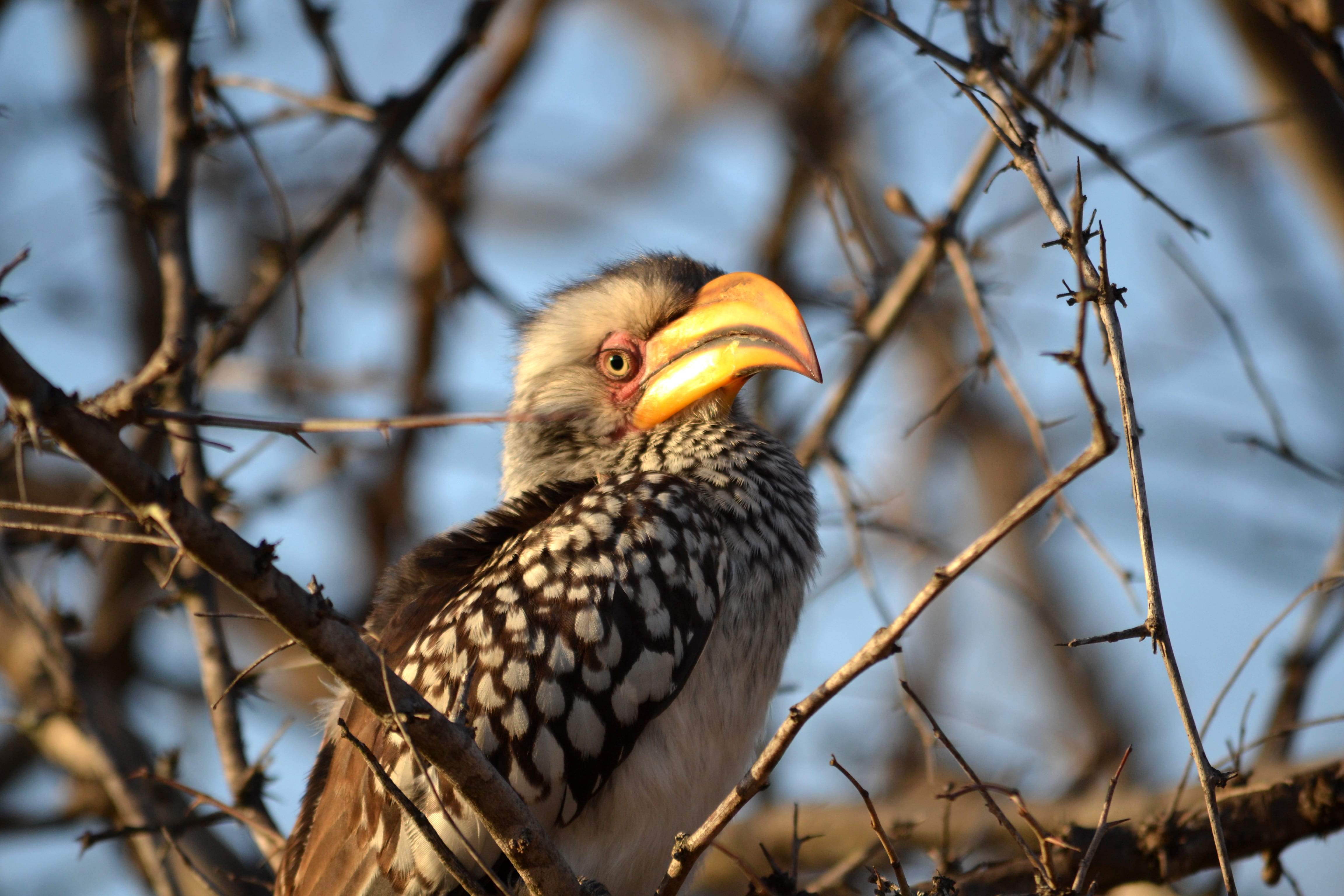 gray, black, low angle view, branch, bird, perching, nature, hornbill, day, animal head, vertebrate, animals in the wild, outdoors, wildli, animal, eagle, HD Wallpaper