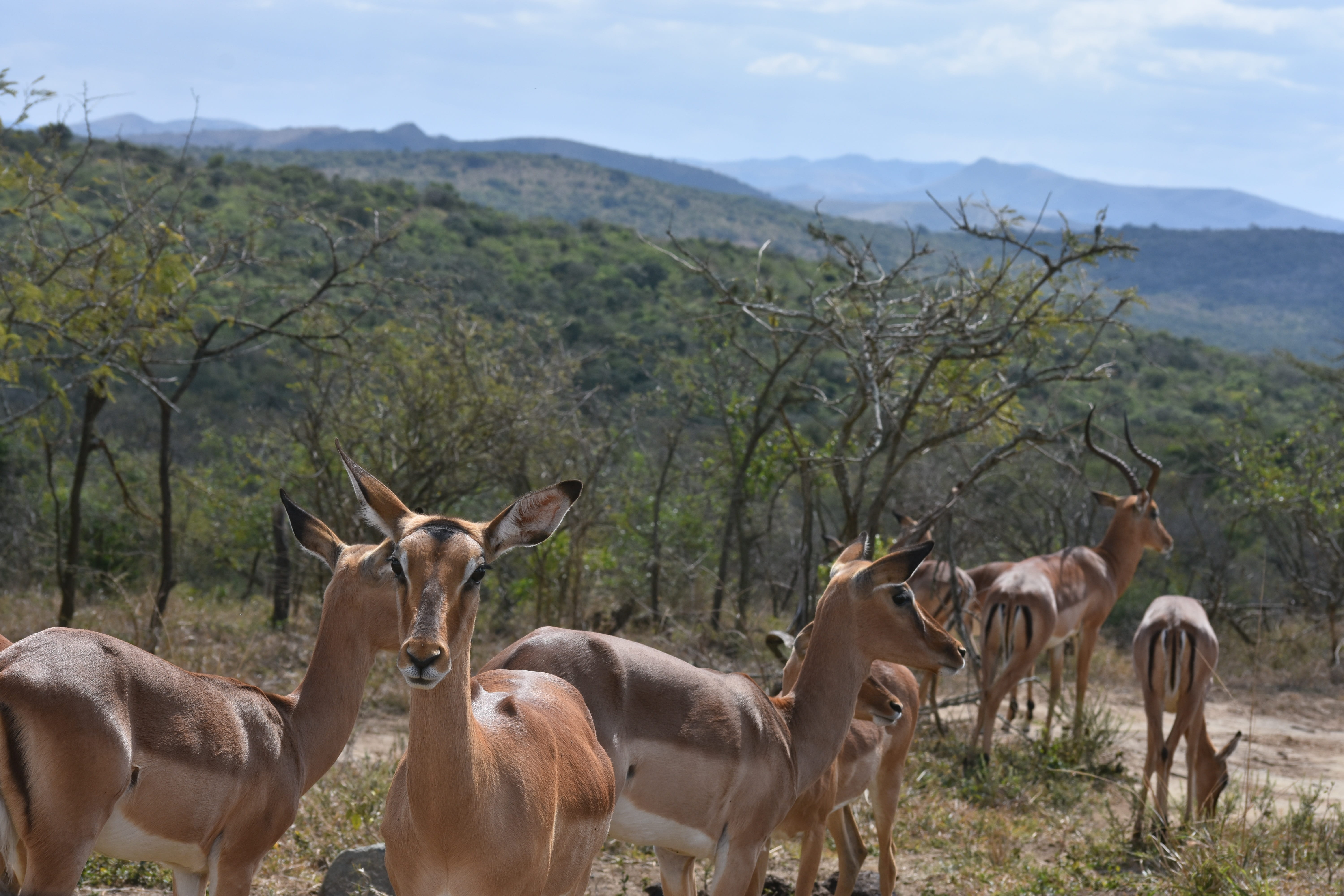 south africa, bushveld, no people, mammal, group of animals, domestic animals, medium group of animals, plant, vertebrate, wilderness, nature, field, mountain, HD Wallpaper