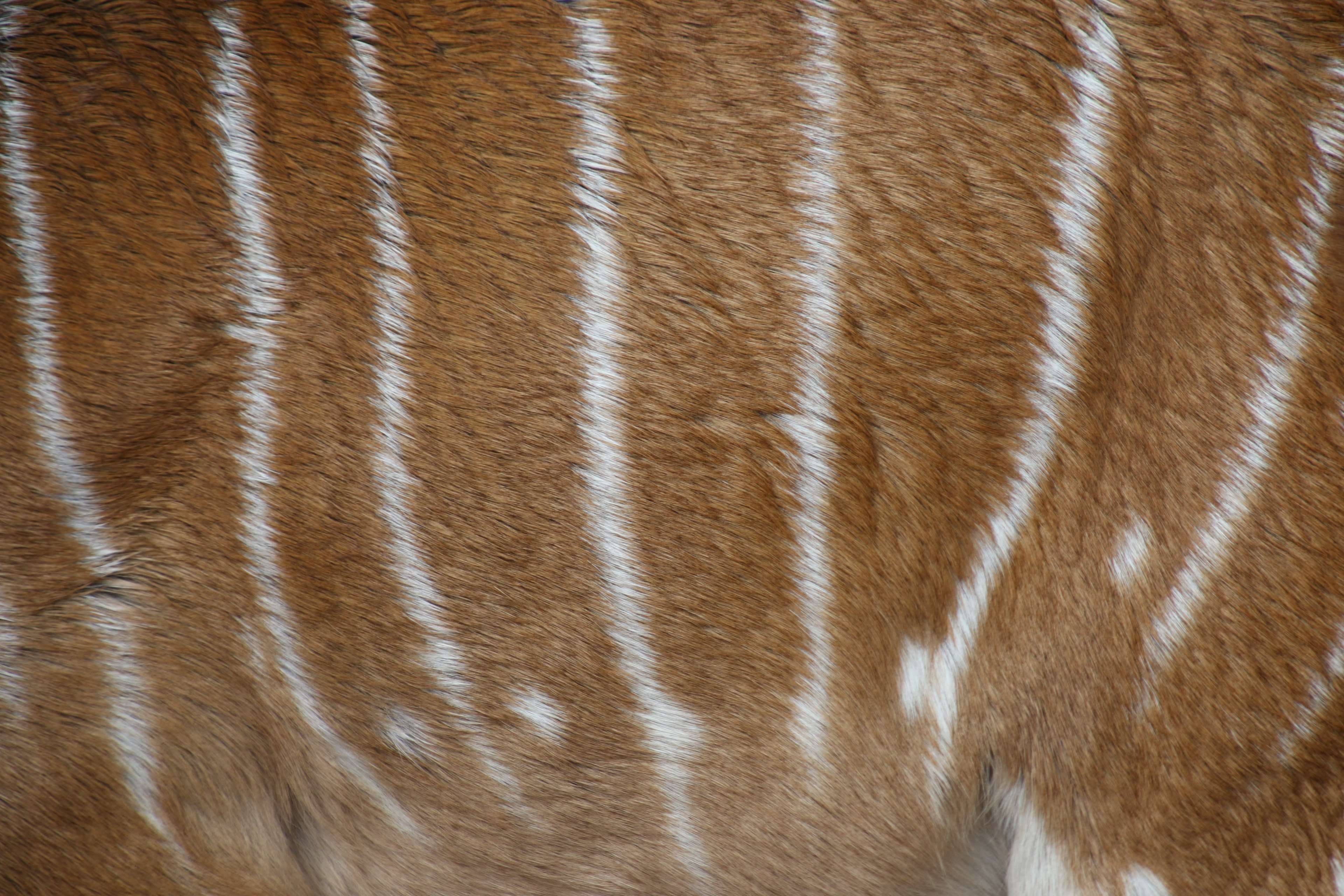 stripes, domestic animals, nature, domestic, hair, animal themes, animal wildlife, backgrounds, dots, bushveld, 4K, brown fur, abstract, animal skin, pattern, HD Wallpaper