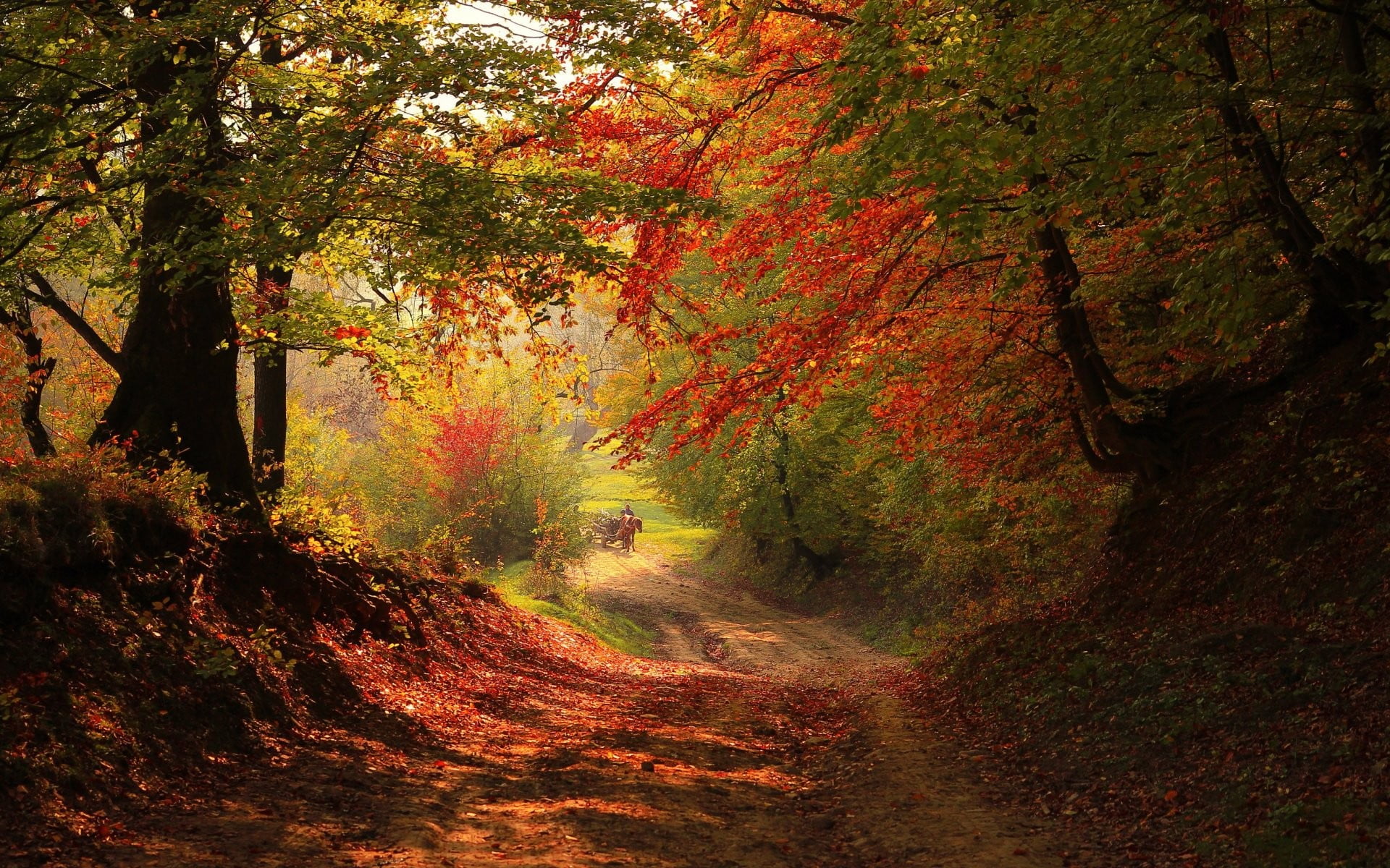 direction, autumn collection, green Color, colors, bush, sunlight, leaf, scenics, branch, red, orange Color, yellow, road, vibrant Color, photo, maple Tree, HD Wallpaper