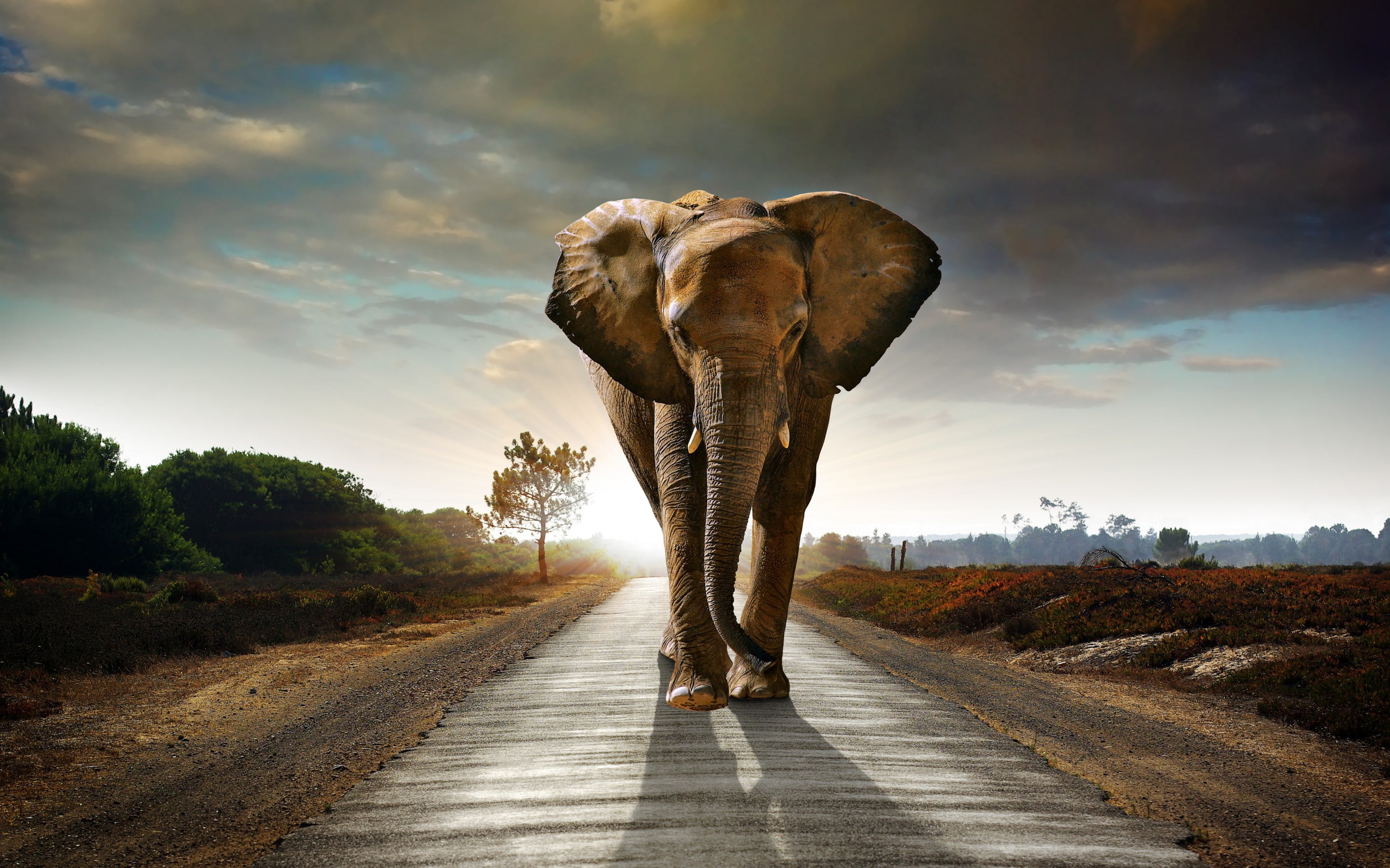 elephant, 2K, clouds, sky, grey, road, bushes, HD Wallpaper