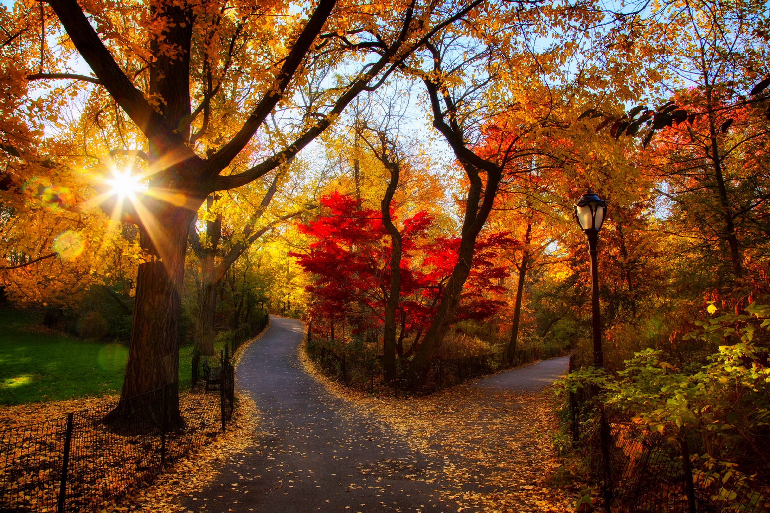 orange Color, bright, sunset, morning, park - Man Made Space, idyllic, scenics, lens flare, non-Urban Scene, october, sunlight, rural Scene, park, trees, HD Wallpaper