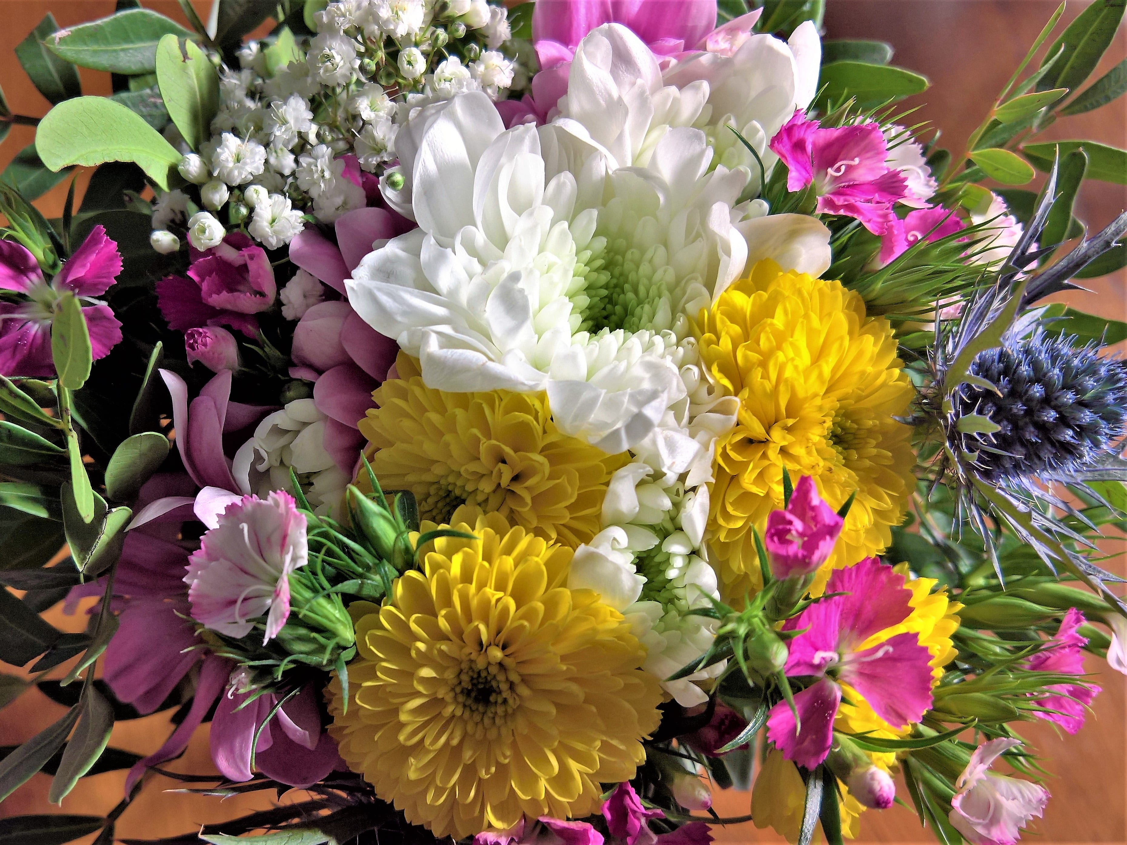 light in the winter, flowering plant, zierzweige, multi colored, fragility, plant, flower arrangement, pink, flower head, yellow, growth, close-up, inflorescence, HD Wallpaper