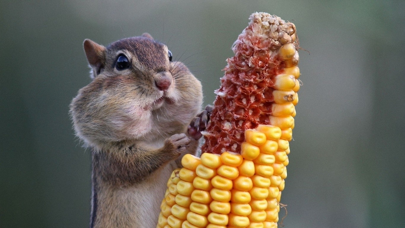 chipmunks, corn, hd, eating, art, animals, x, 720P, storage, squirrels, HD Wallpaper