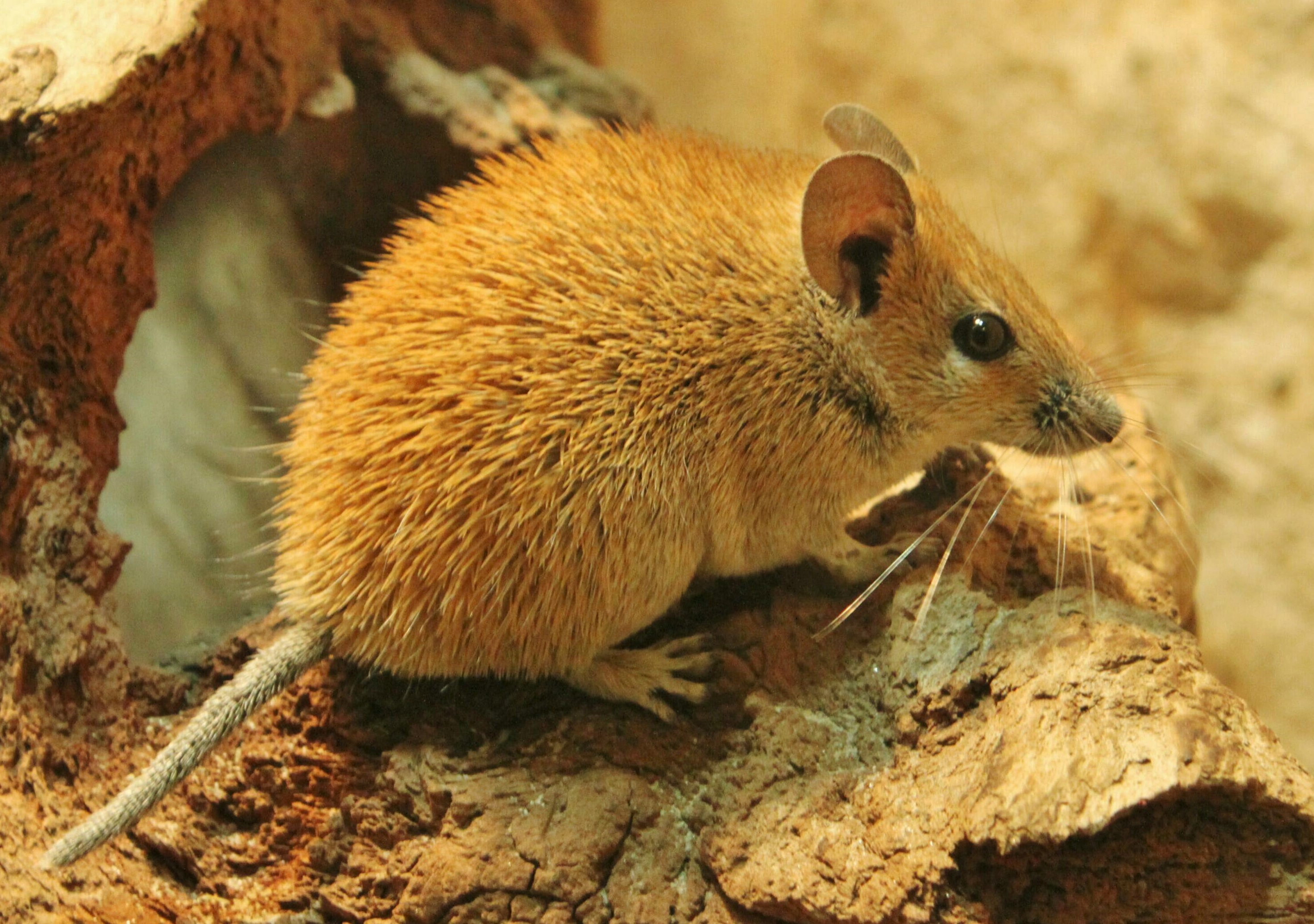 day, brown, rock, no people, animal themes, one animal, cute, high angle view, land, animal wildlife, outdoors, nature, animal, rodent, mouse, fur, animals in the wild, HD Wallpaper
