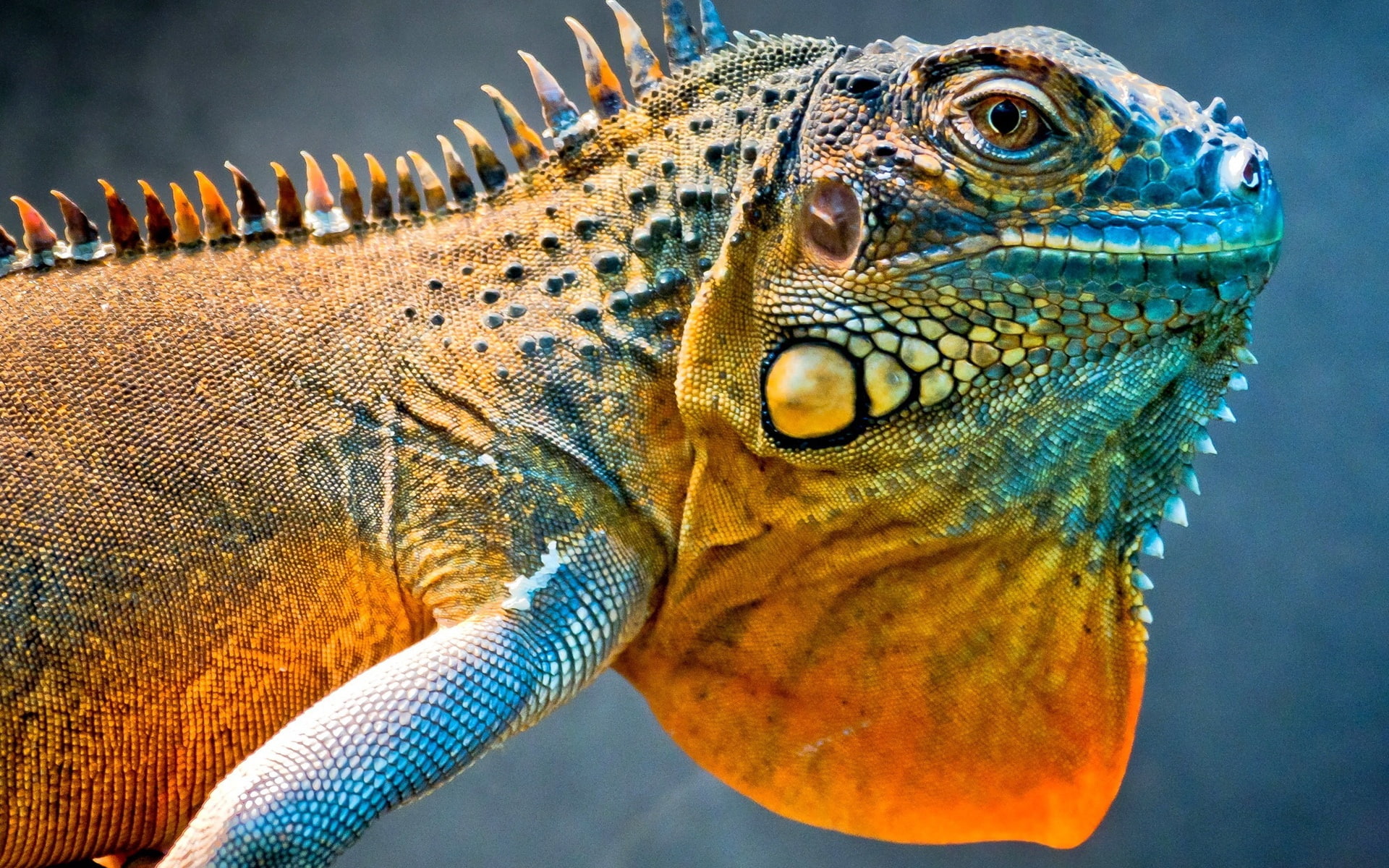 Dragon, 1080P, Lizard, Chameleon, HD Wallpaper